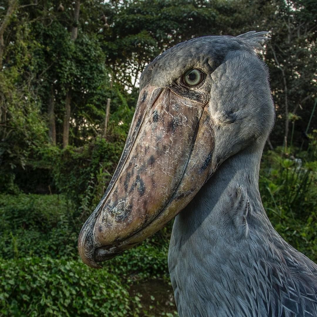 Самая страшная птица в мире фото и название