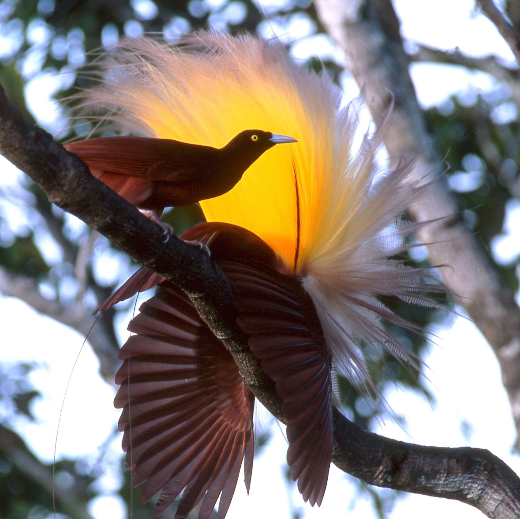 Птичка поющая высоко. Балийская Райская птица. Райские птицы Австралии. Птенец райской птицы. Гнездо райской птицы.