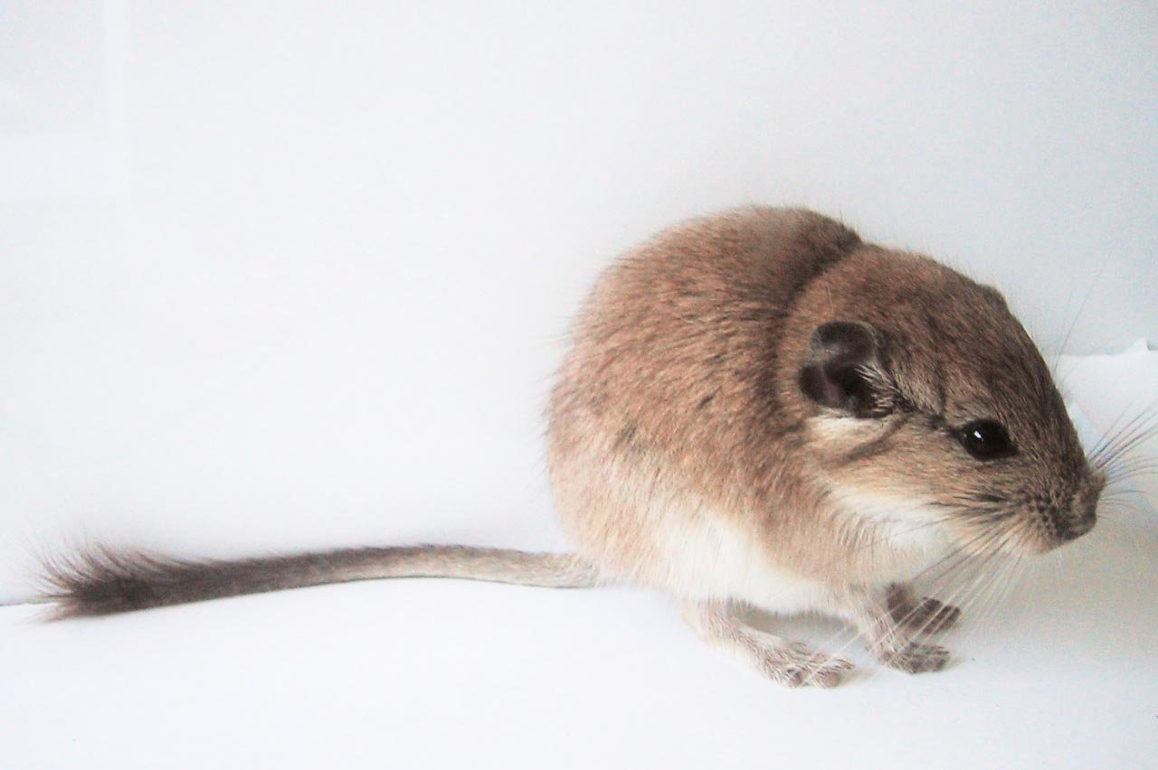 Мышь с пушистым хвостом фото название