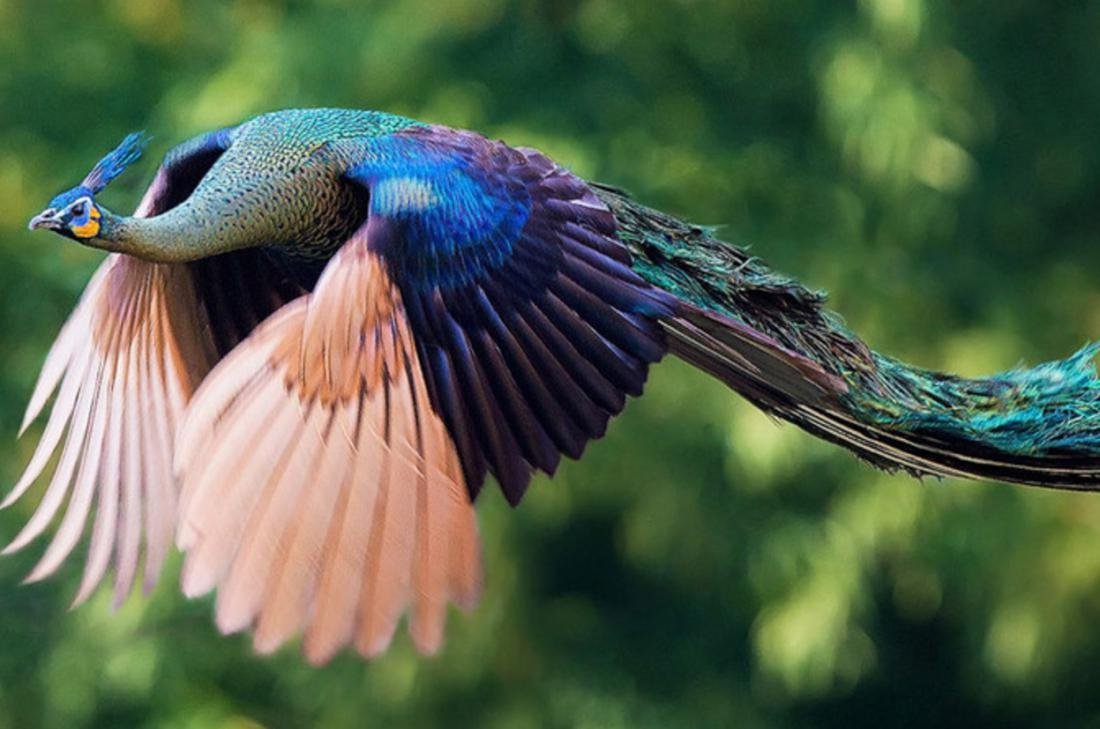 Голубая Райская птица