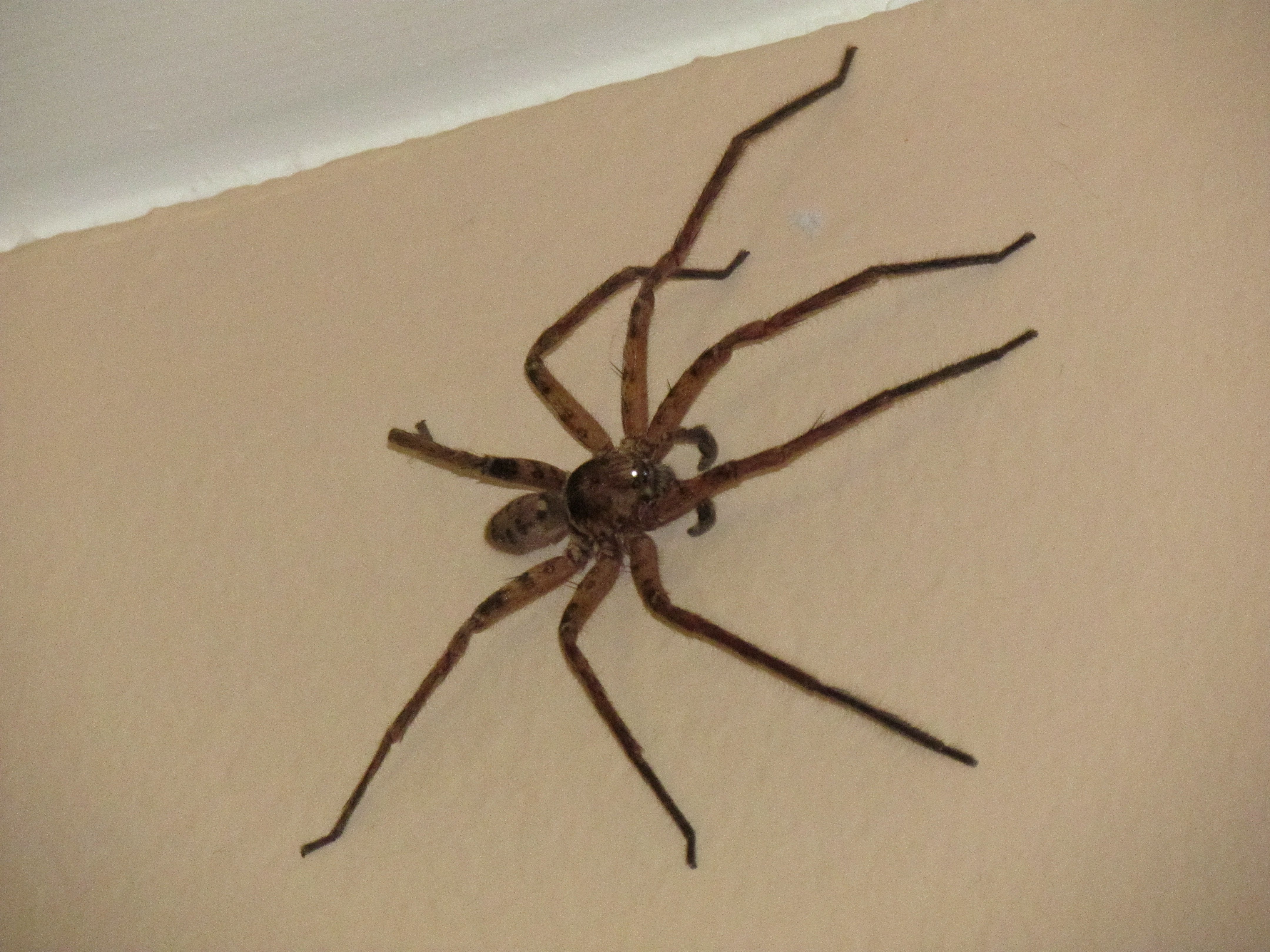 Фото огромного паука на стене