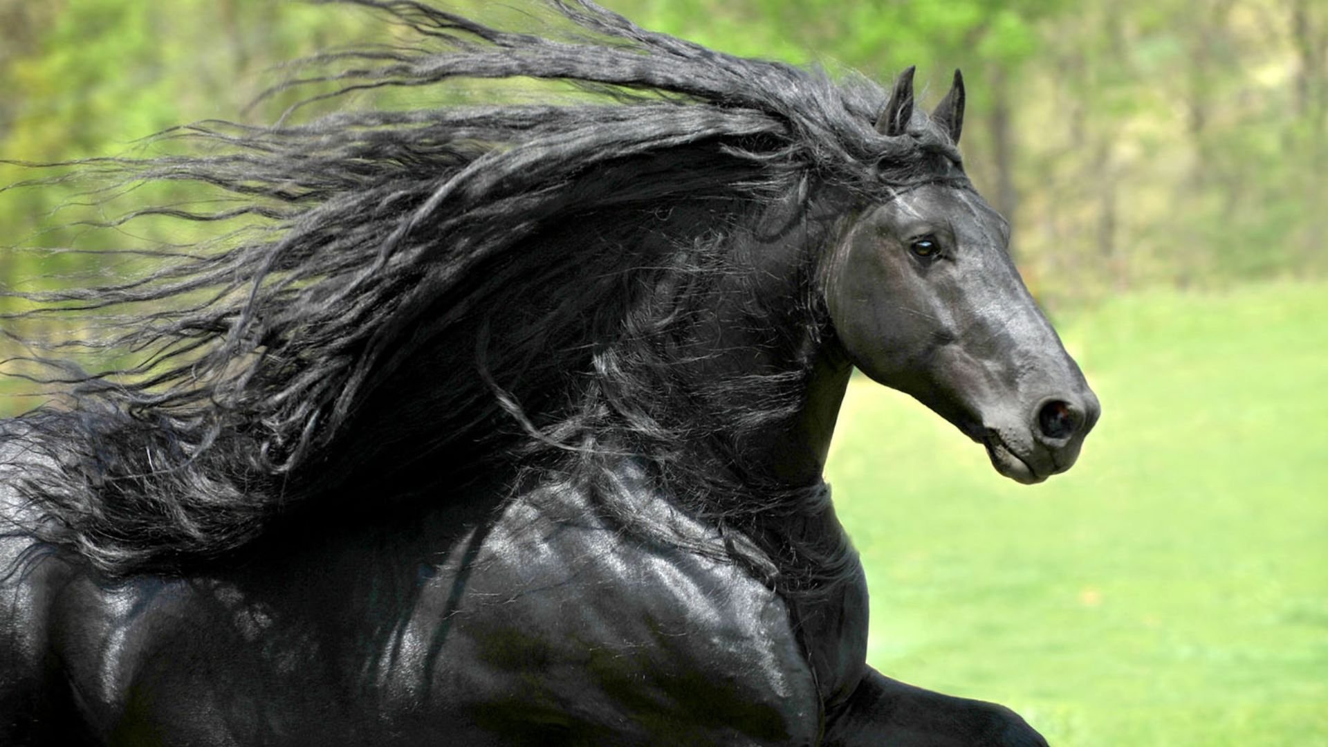 Сонник черная лошадь. Фризский жеребец Фредерик Великий. Вороной Мустанг иноходец.