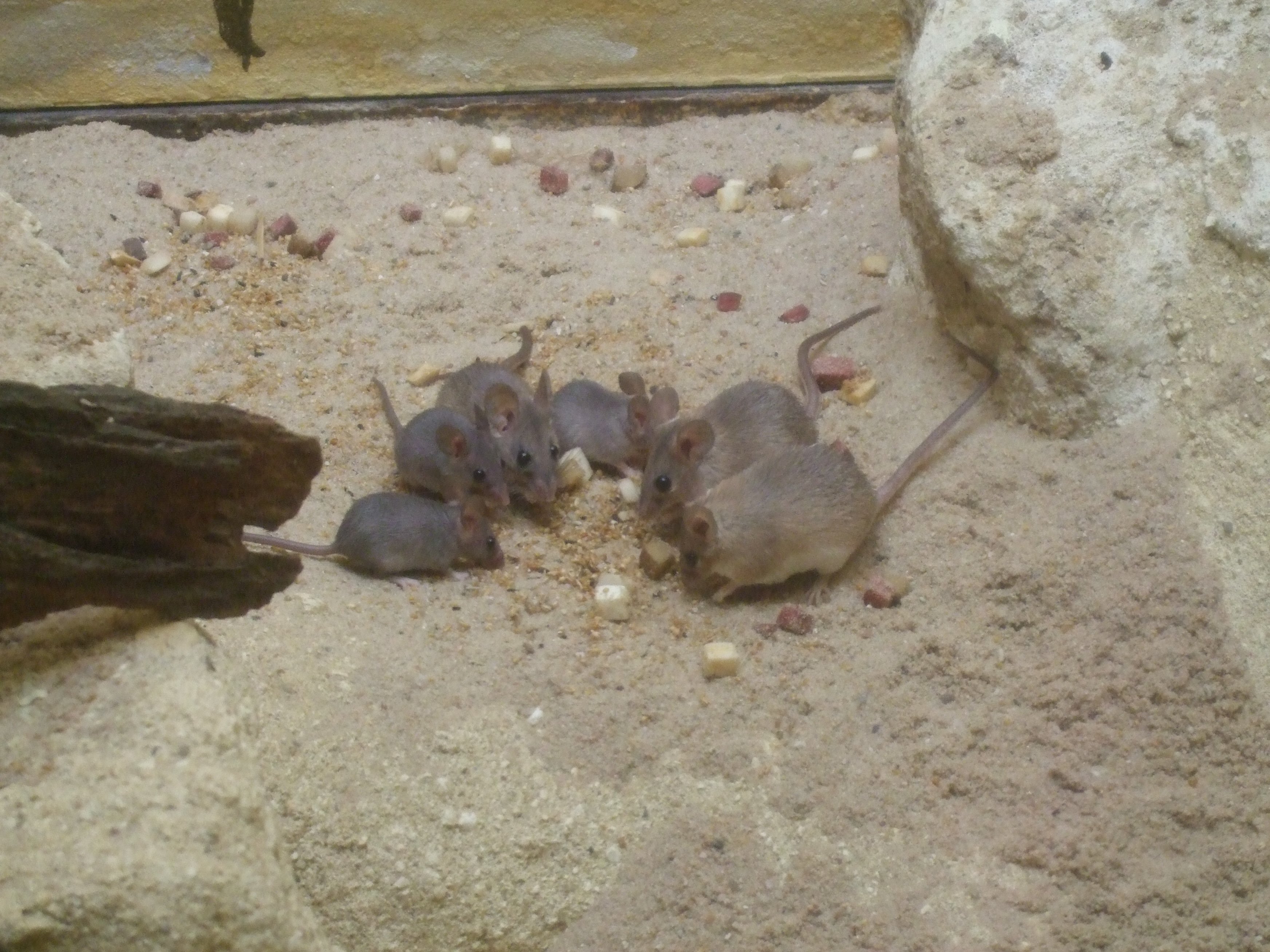Акомис иглистая мышь. Колючая мышь. Окинавская колючая мышь. Мышиный серый. Снится много серых мышей