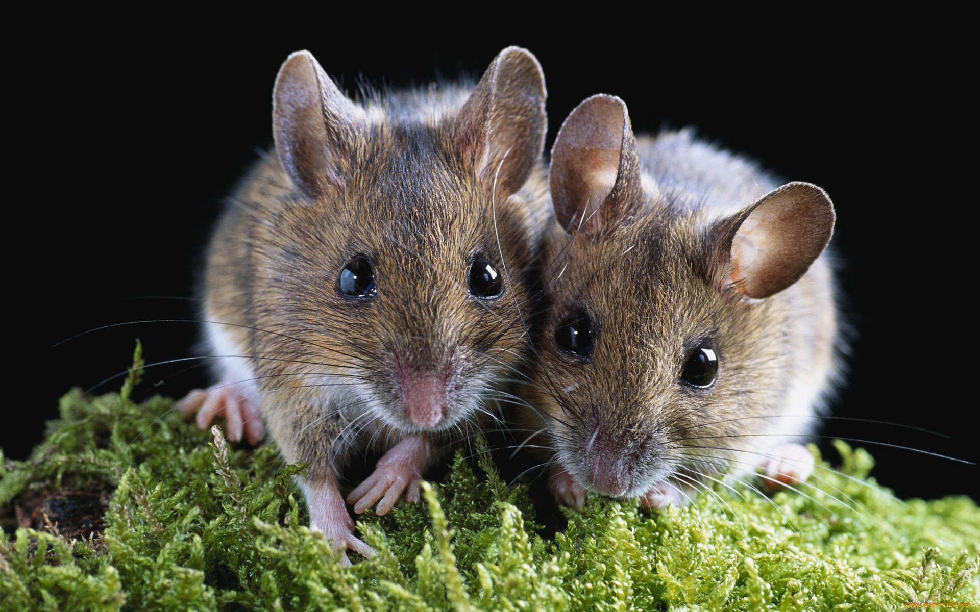 Зрение мыши. Мышь. Мышь животное. Маленькие Грызуны. Мышь грызун.