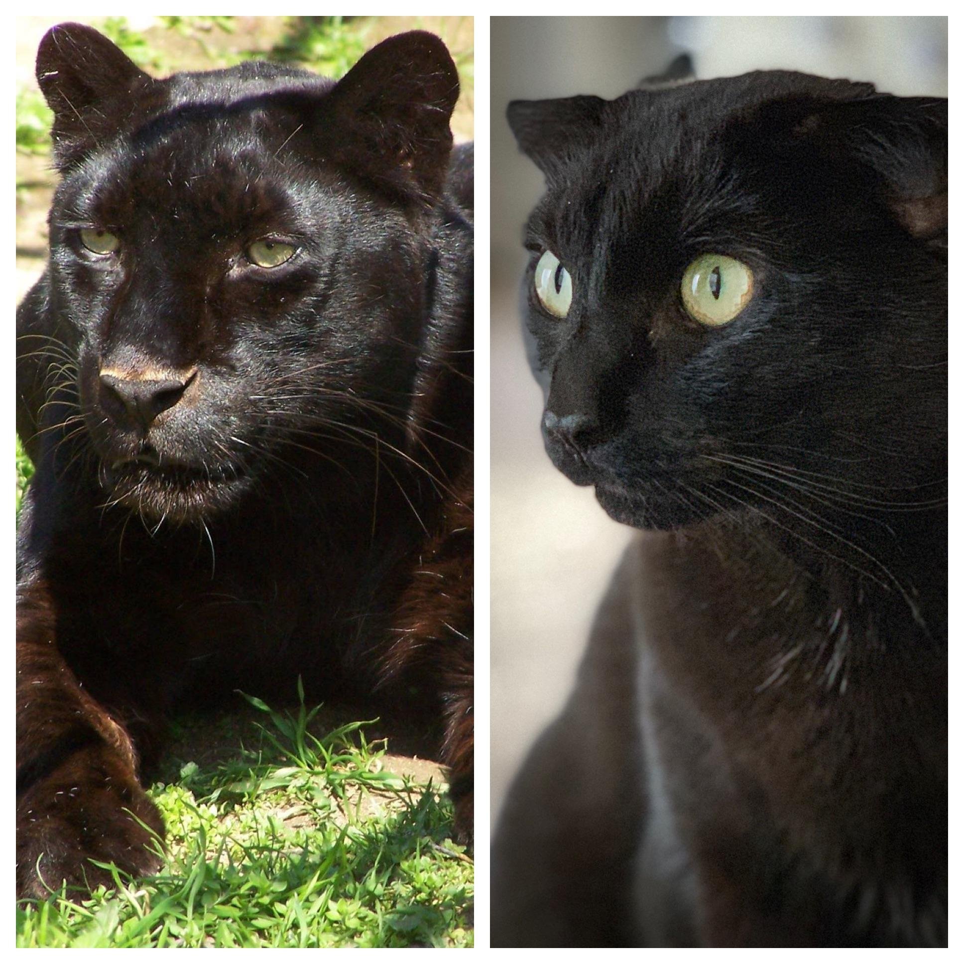 Чем отличается черный. Порода пантеретта. Пантера меланист. Порода кошек пантеретта. Порода кошек черная пантера.