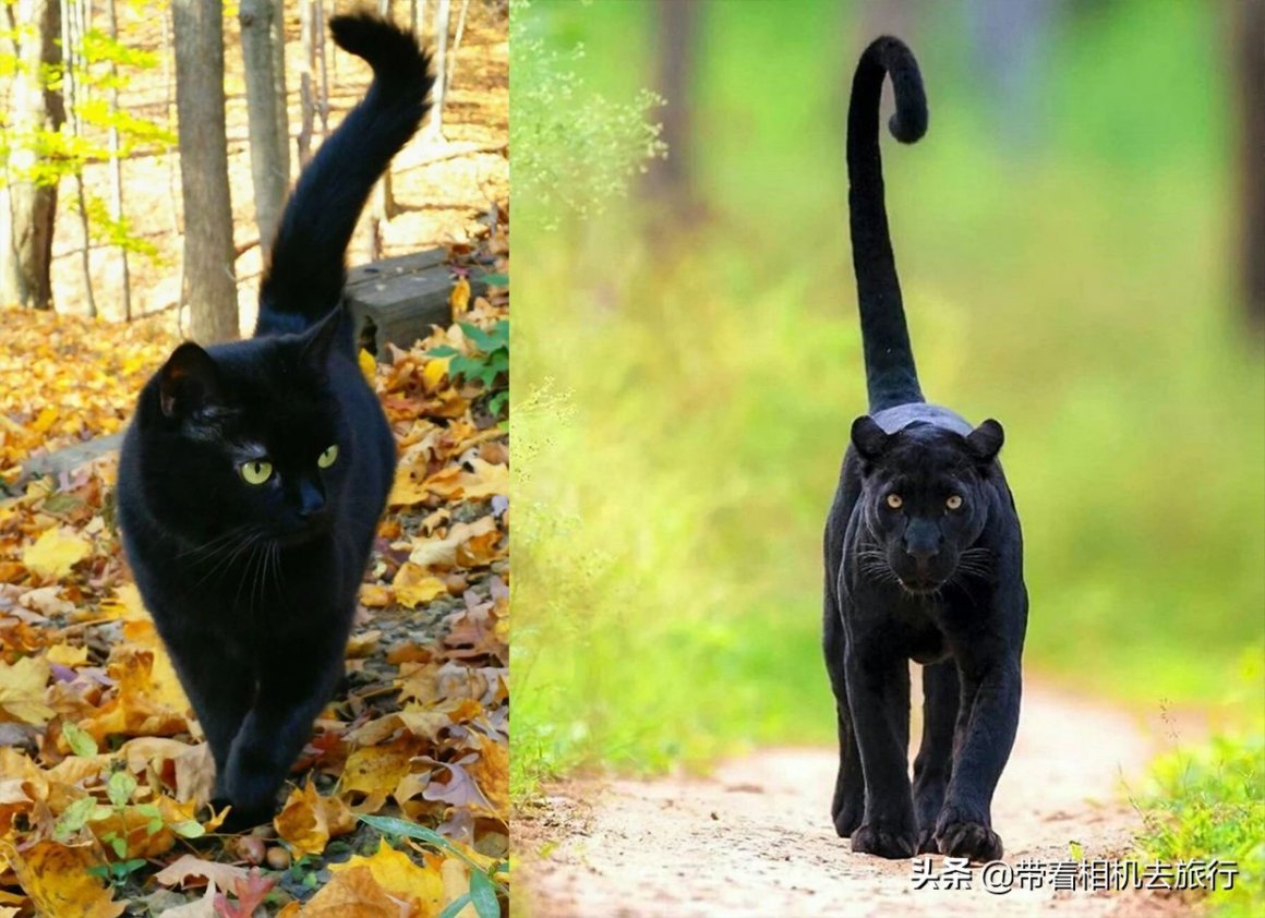 Черная Пантера Кошка