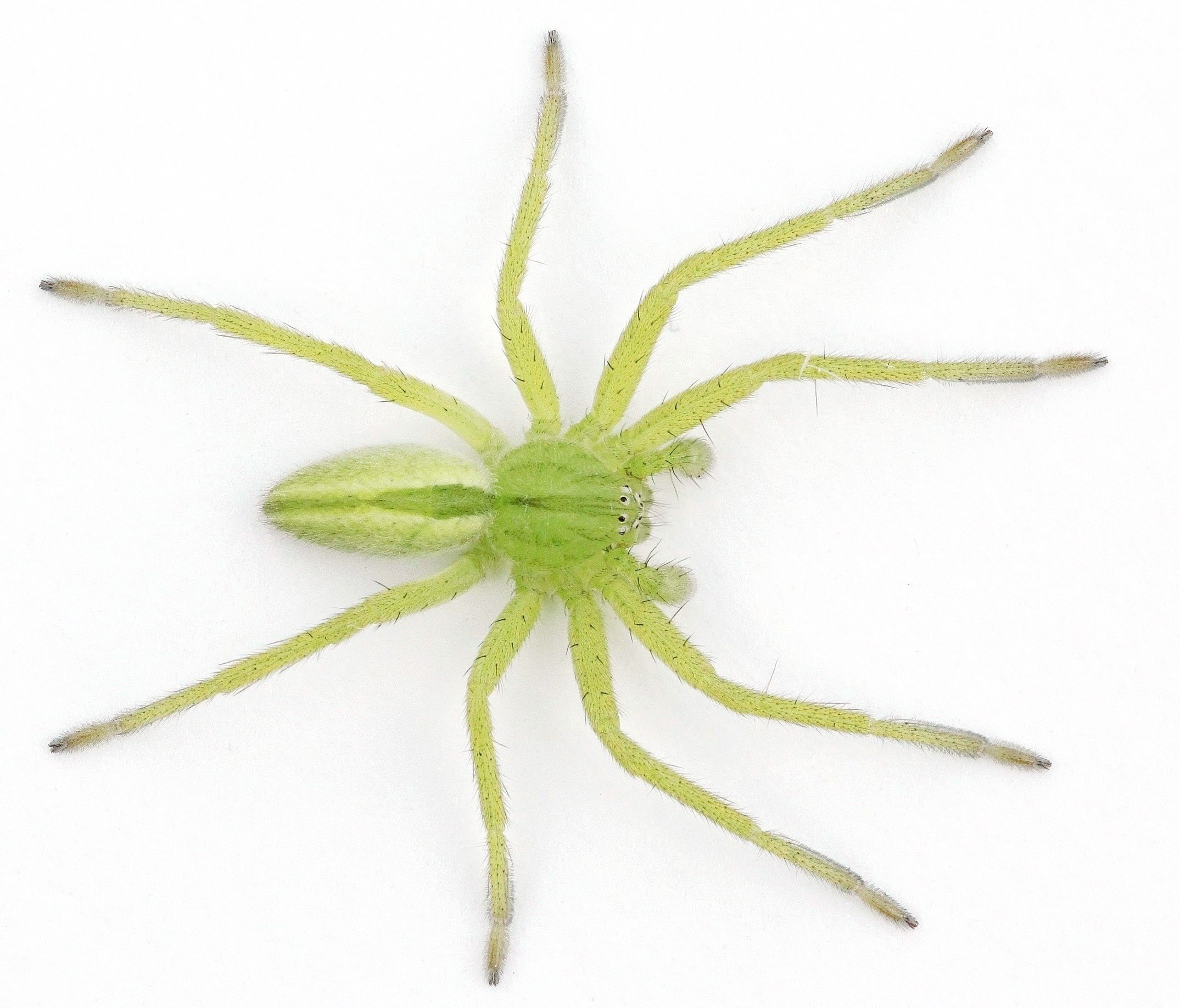 Травяной паук - 51 фото