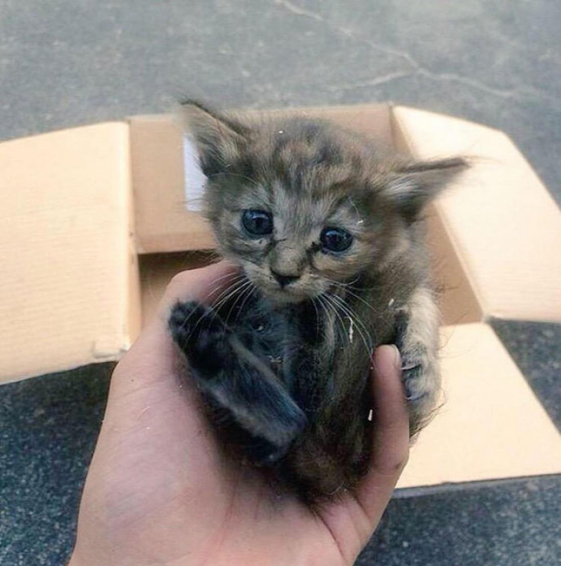 Жалко котенка. Жалкий котенок. Маленькие бездомные котята. Кошки маленькие. Маленький бедный котенок.