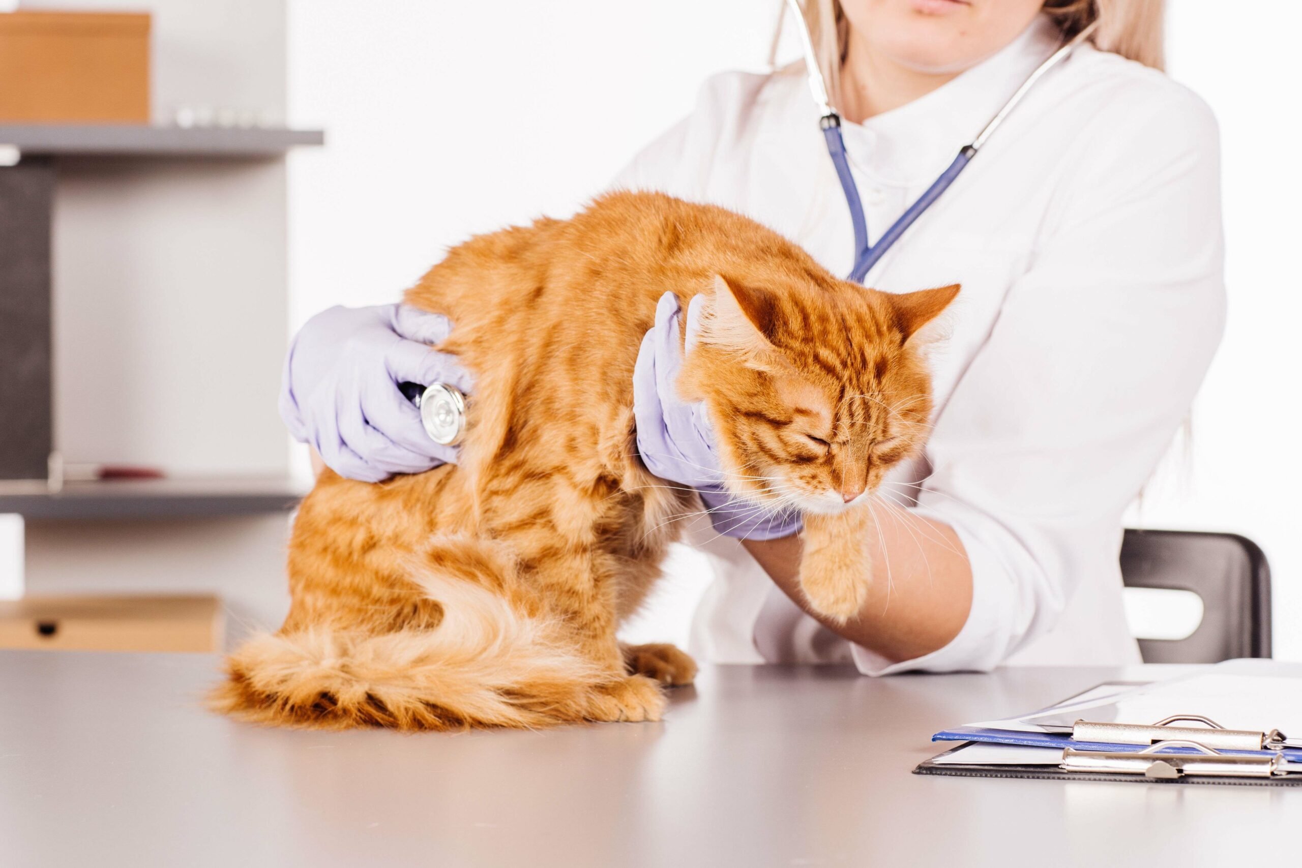 Ветеринар усыпить кошку. Рыжий кот в ветеринарке. Ветеринар с кошкой. Котенок у ветеринара. Кошка в ветеринарной клинике.