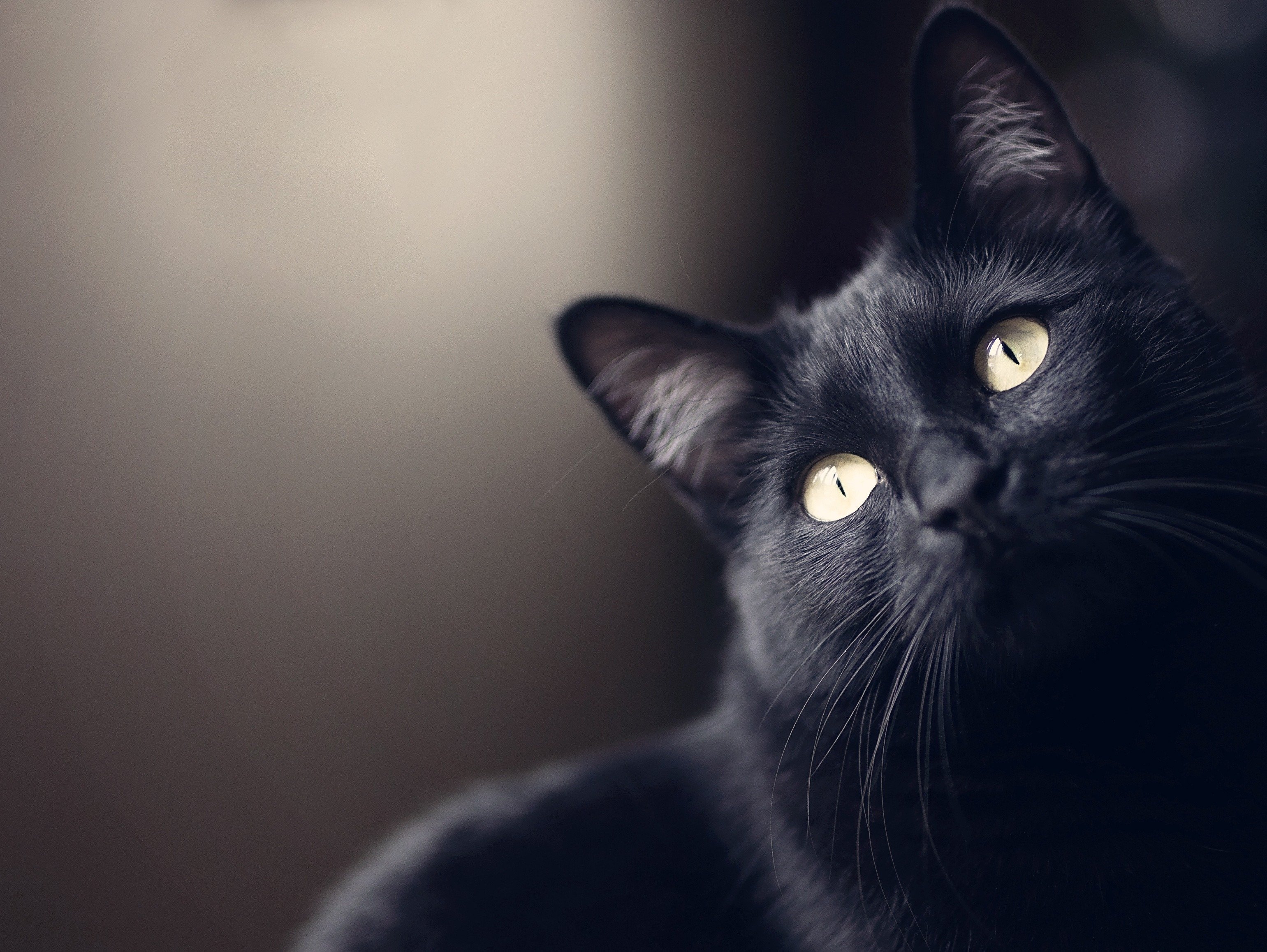 Черные кошки 9. Бомбейская кошка. Чёрный кот. Красивый черный кот. Красивая черная кошка.