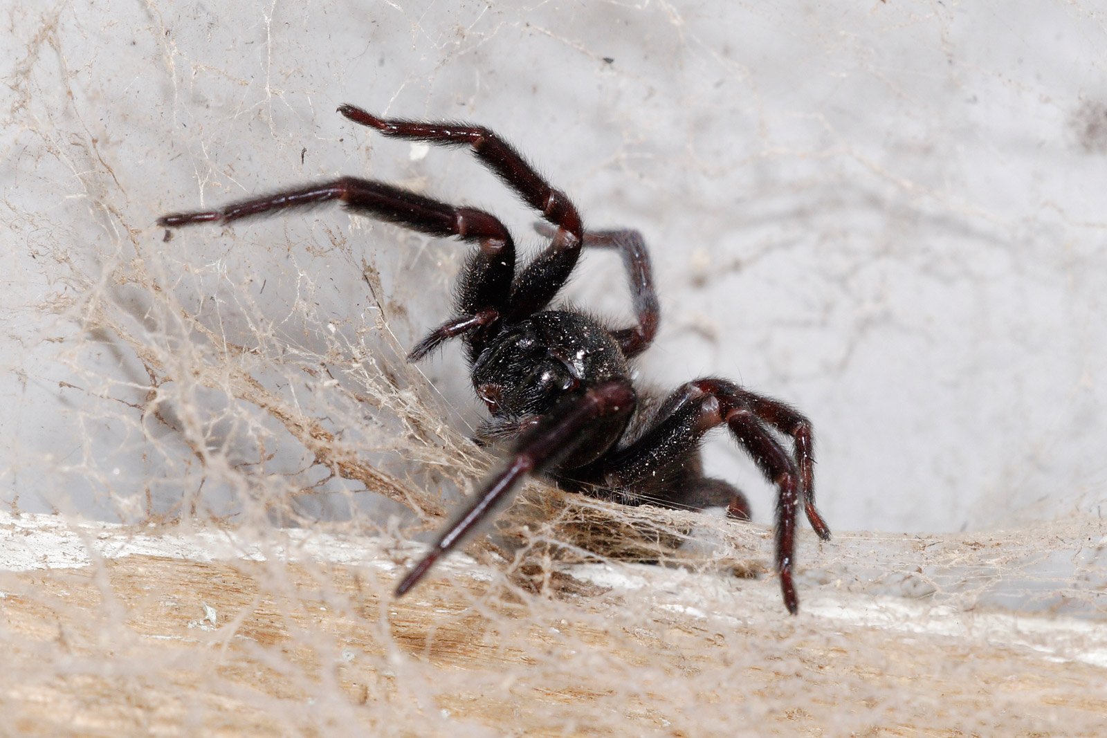 Паук вечером на кухне примета. Паук Badumna insignis. Блэк Хаус Спайдер. Black House Spider (Badumna insignis. Черный воронковый паук домашний.