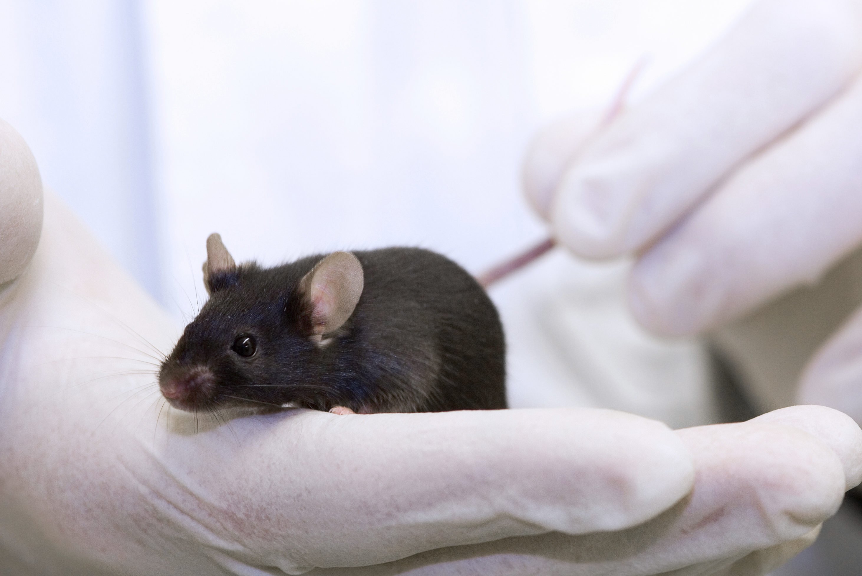Развитие мышей. Лабораторные мыши. Лабораторные животные. Лабораторная крыса. Исследования на мышах.