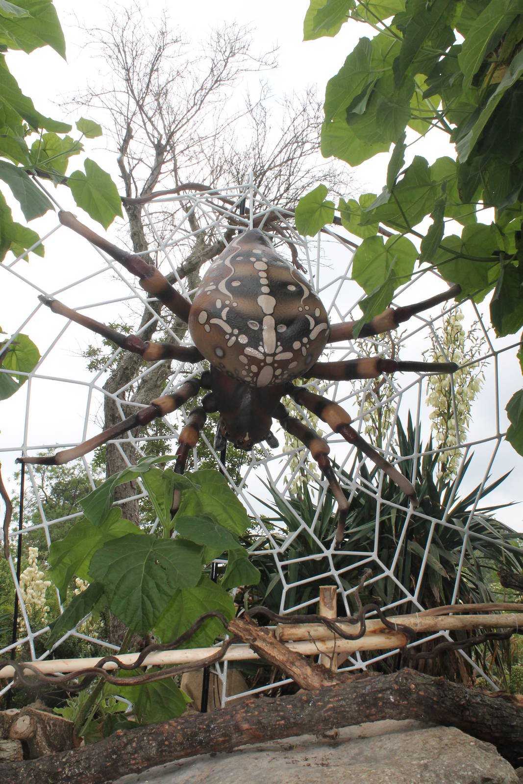 огромный паук на дереве