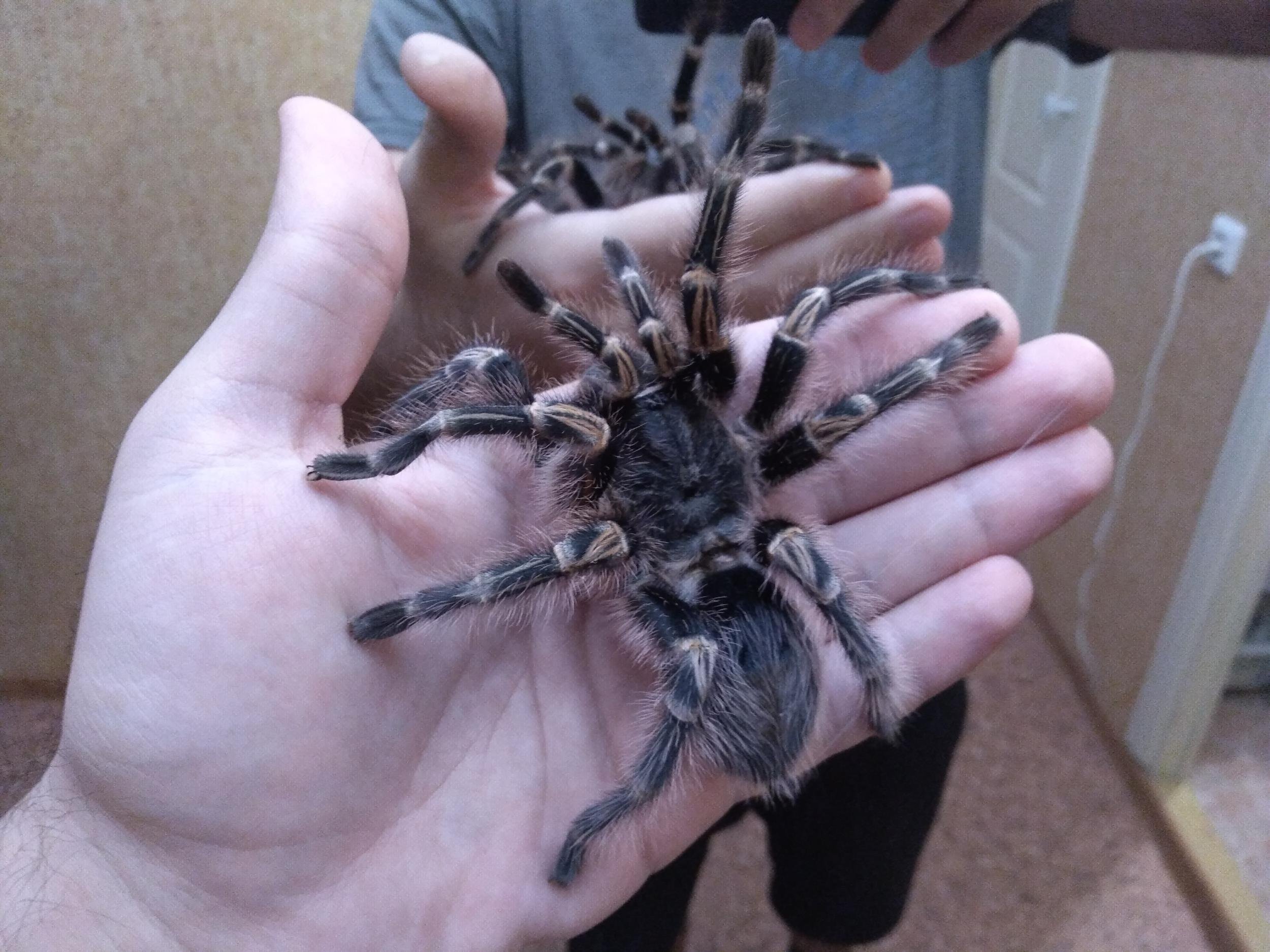 Большой домашний паук. Большие пауки. Домашние пауки. Большие пауки в доме. Огромных пауков.