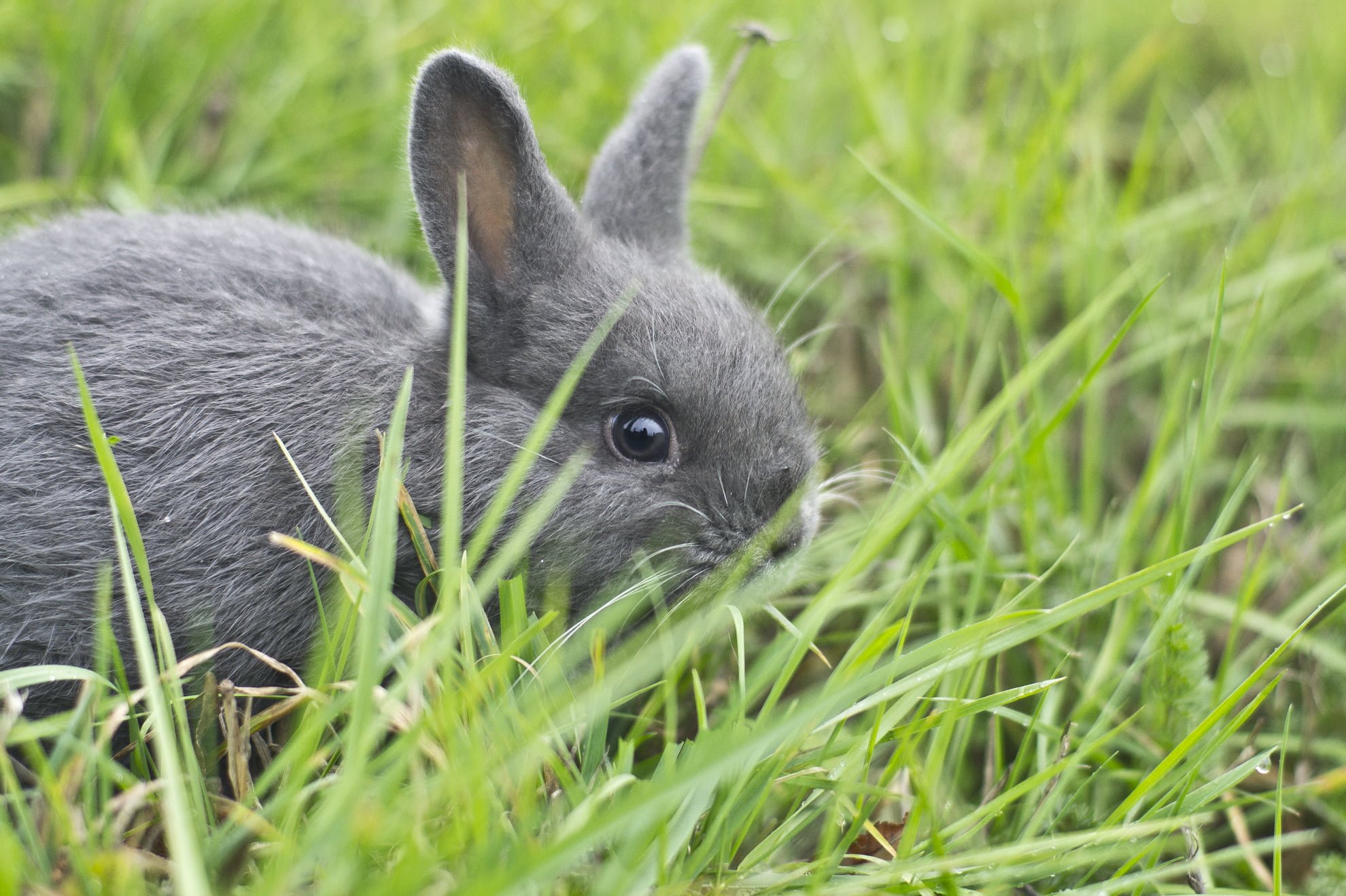 Маленький серый кролик. Декоративный кролик шиншилла. Серый кролик. Декоративный кролик серый.