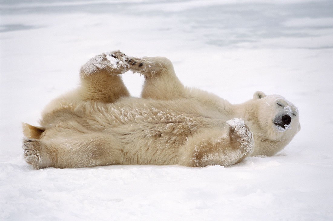 Медведь в сугробе. Белый медведь (Лаптевская популяция). Медведь лежит на снегу. Белый медведь лежит. Медведь лежит на спине.