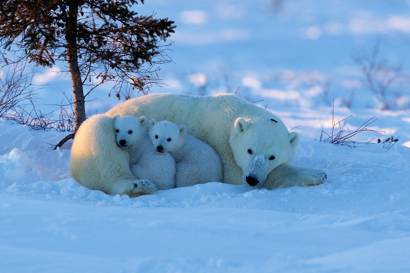 Арктика жизнь белого медведя