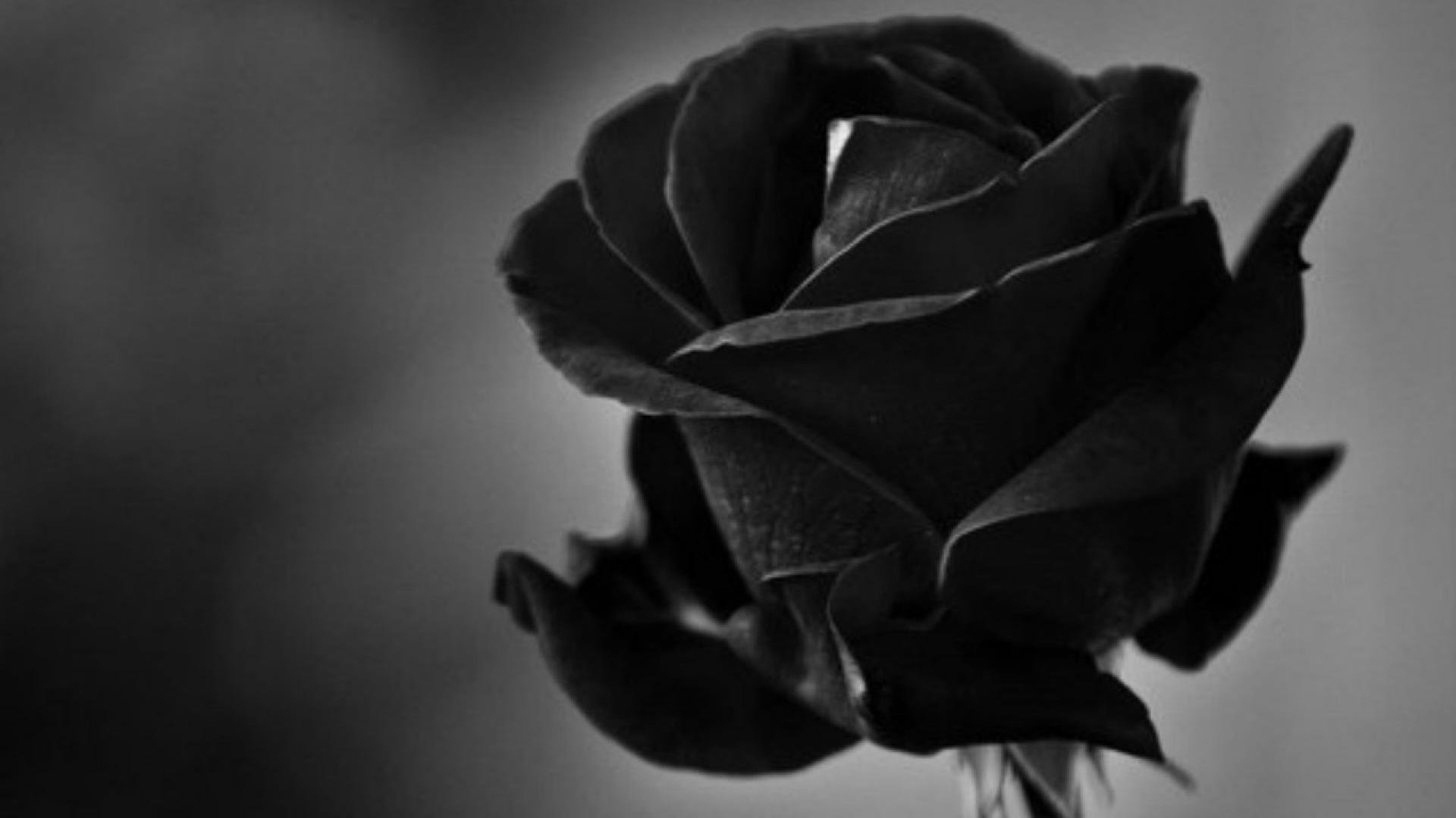 Черный фон для вк. Темные цветы. Красивые черные картинки.