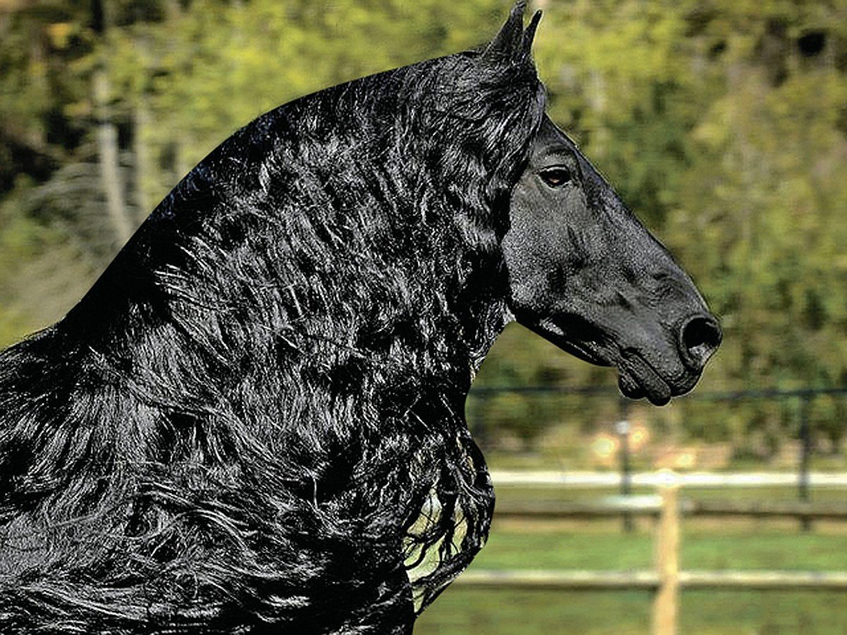 Лошадь с длинной гривой