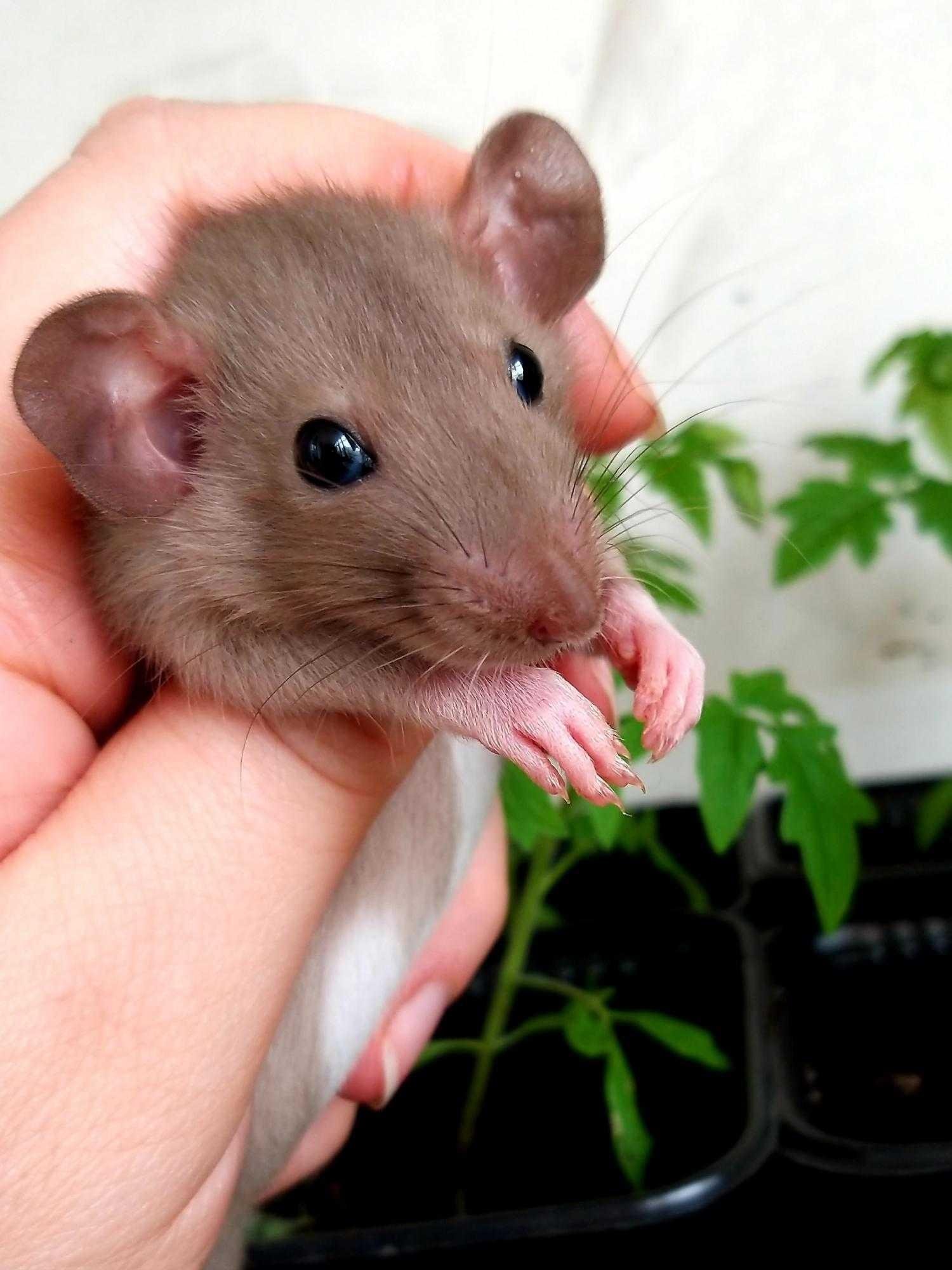 Мыши домашние животные