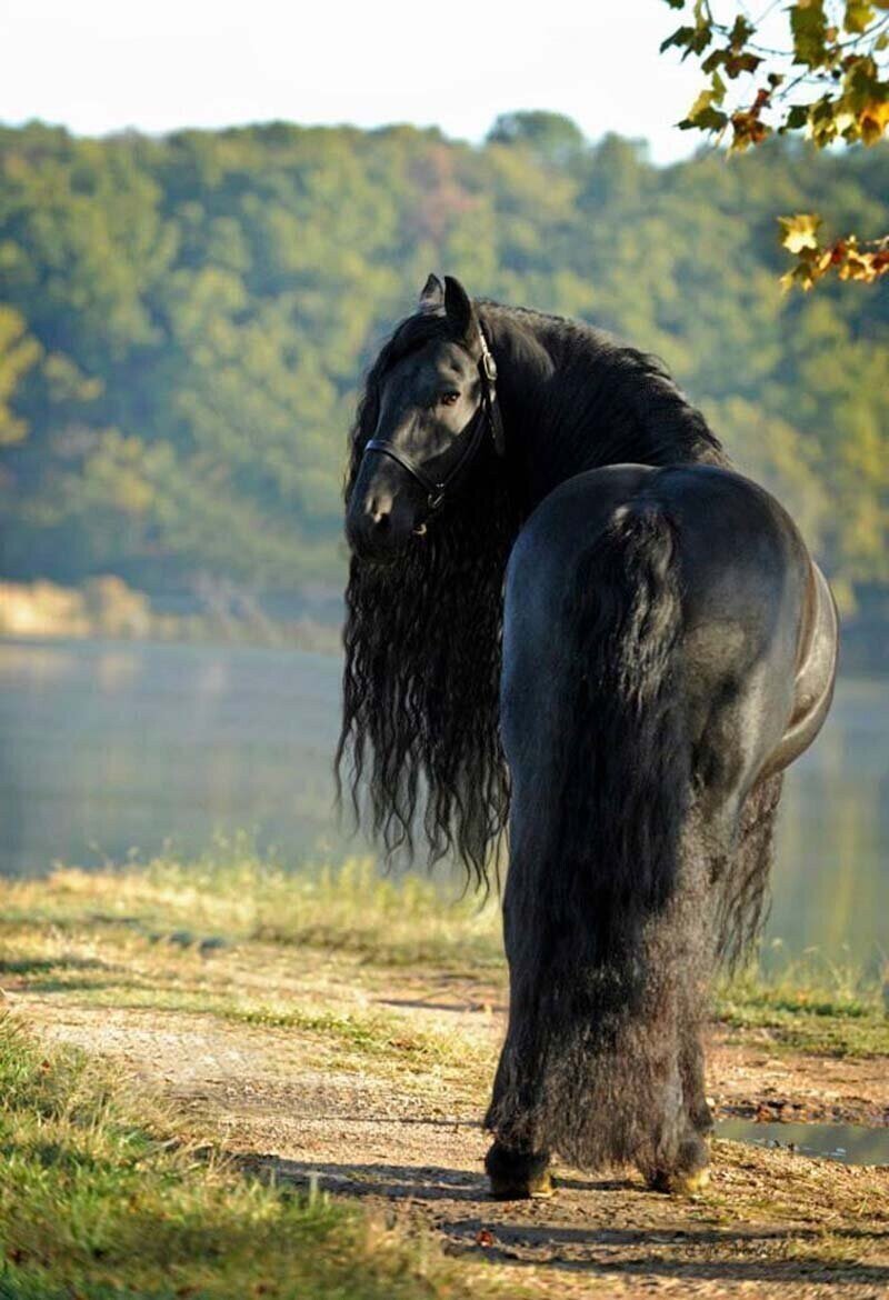 Эта лошадь красива и своенравна. Фредерик Великий Фризская лошадь. Фриз Фризская лошадь.