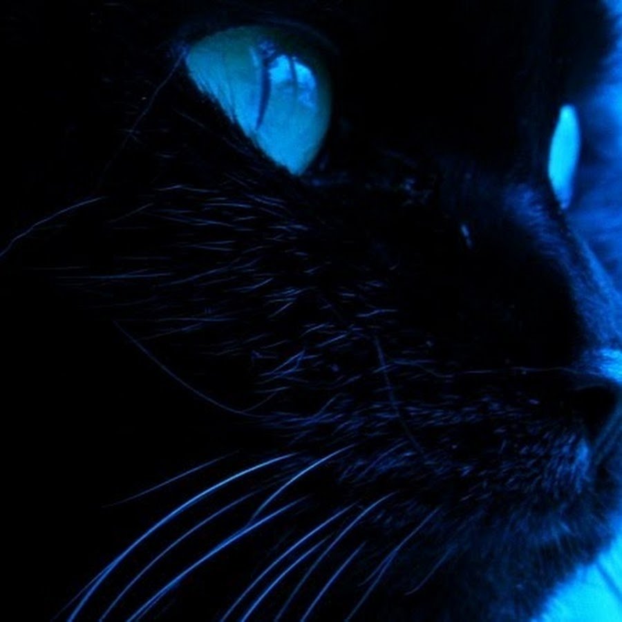 Эстетика голубых кошачьих глаз