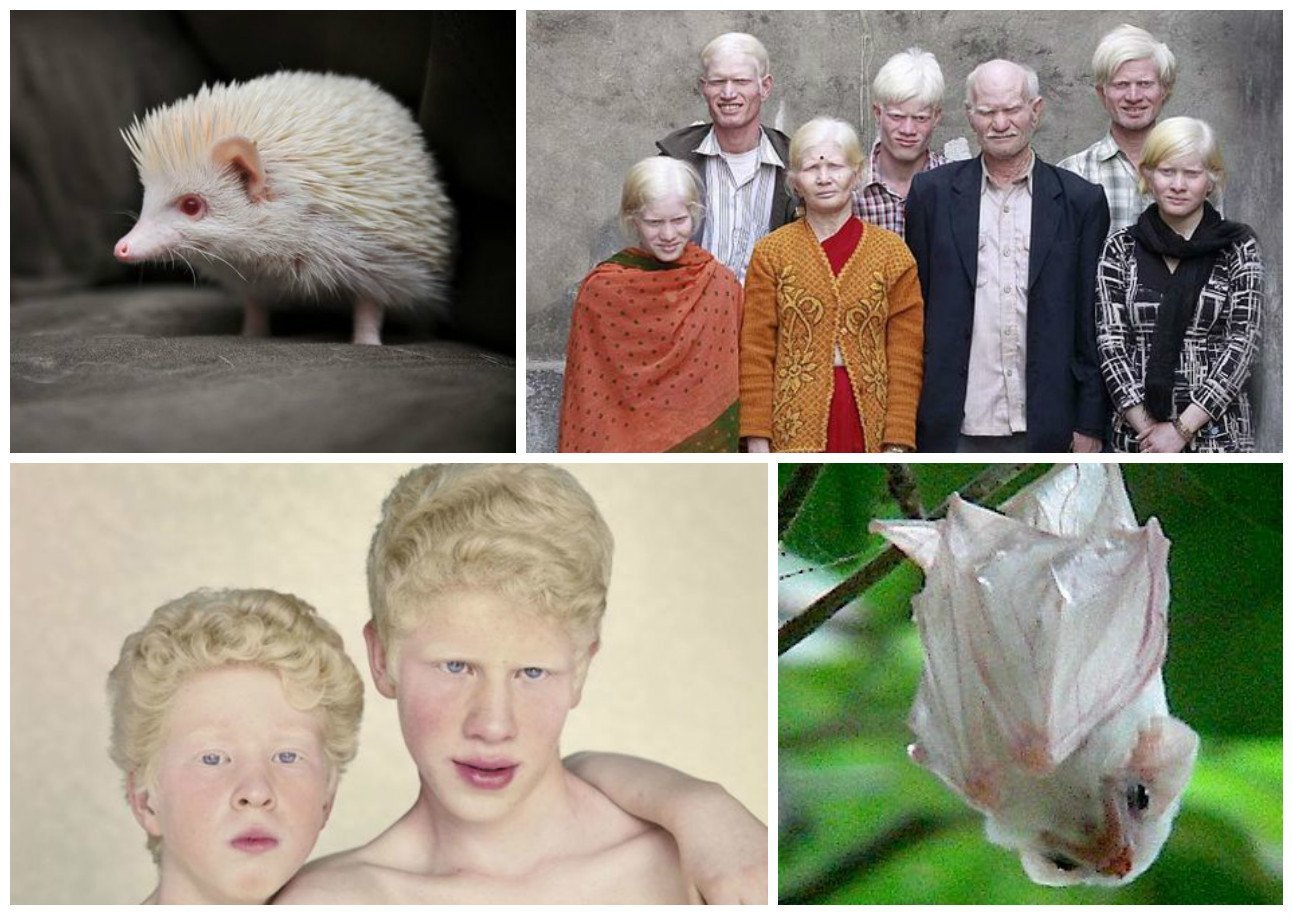 В дикой природе мыши с альбинизмом. Генетические заболевания альбинизм. Альбинизм хромосомная мутация. Альбинизм у растений. Наследственная болезнь альбинизм.