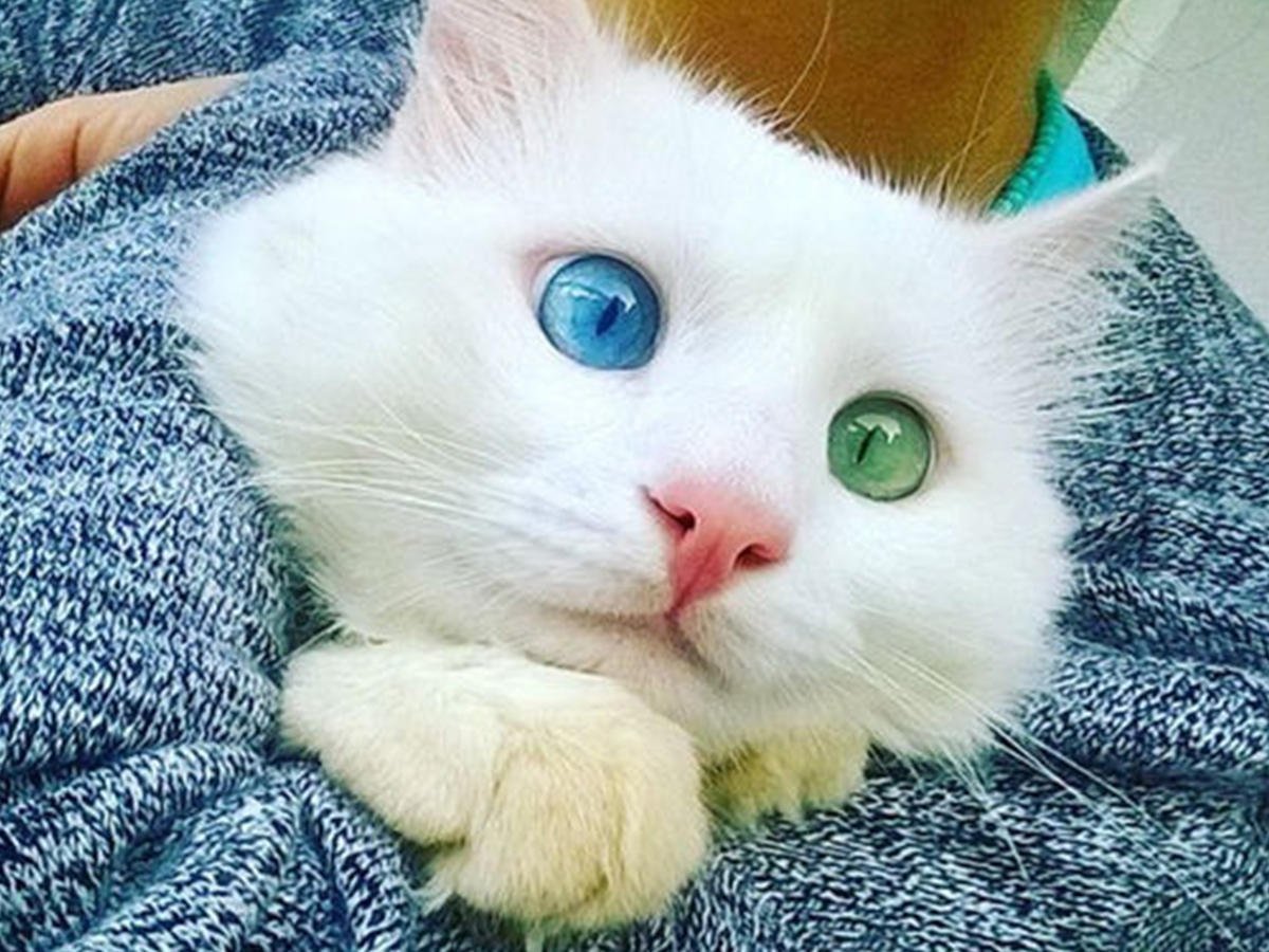 Фото кот с большими глазами