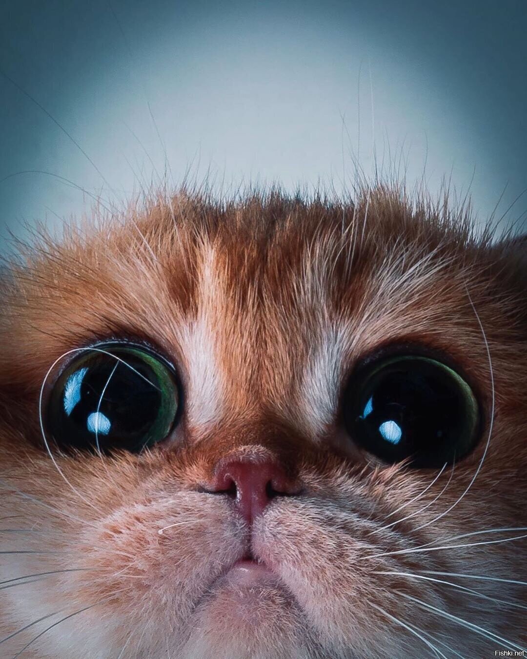 Котик с глазками