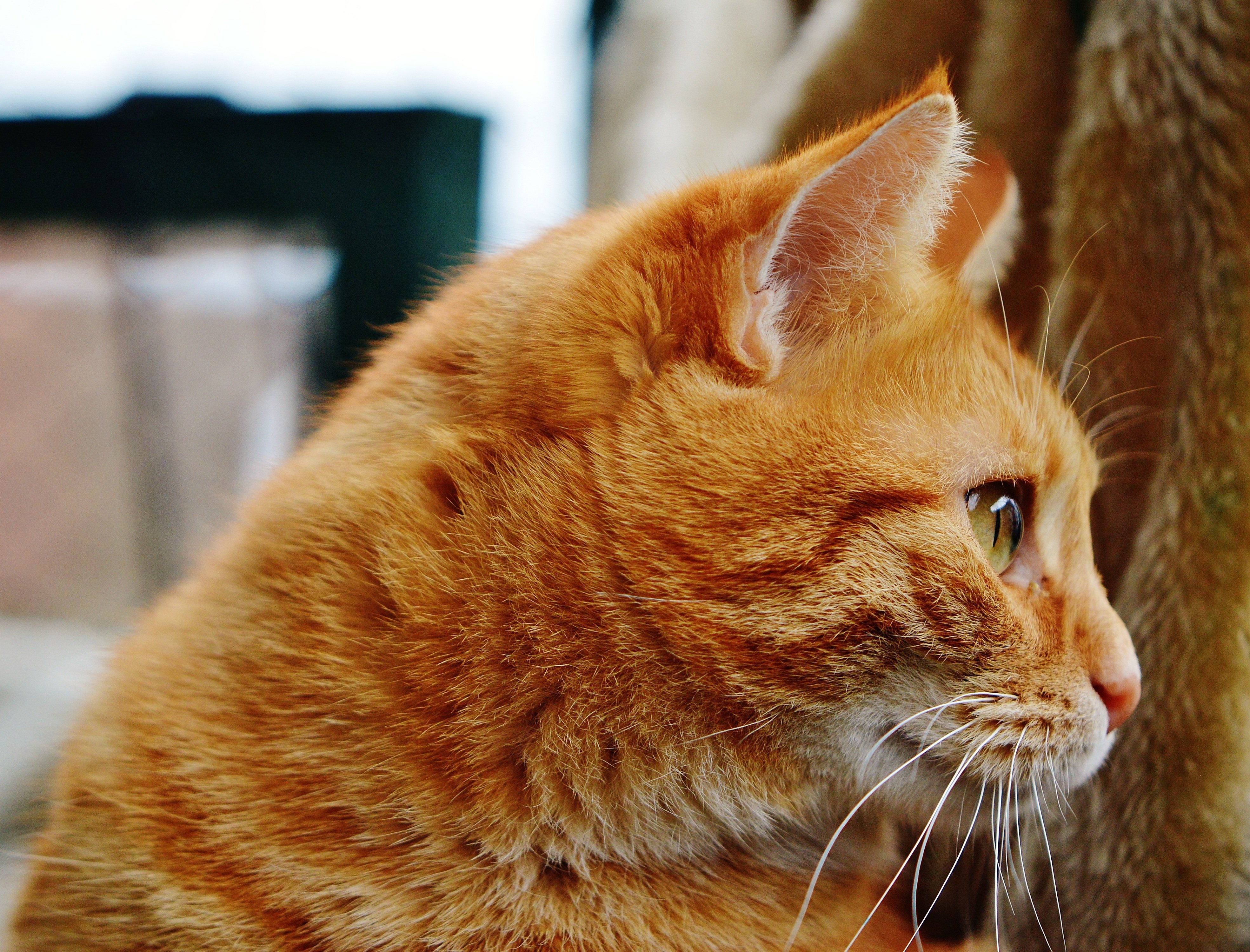 Порода кошек с рыжей шерстью. Европейская короткошерстная кошка рыжая. Европейский короткошерстный кот рыжий. Европейская короткошерстная табби рыжий. Тигровый макрелевый табби рыжий.