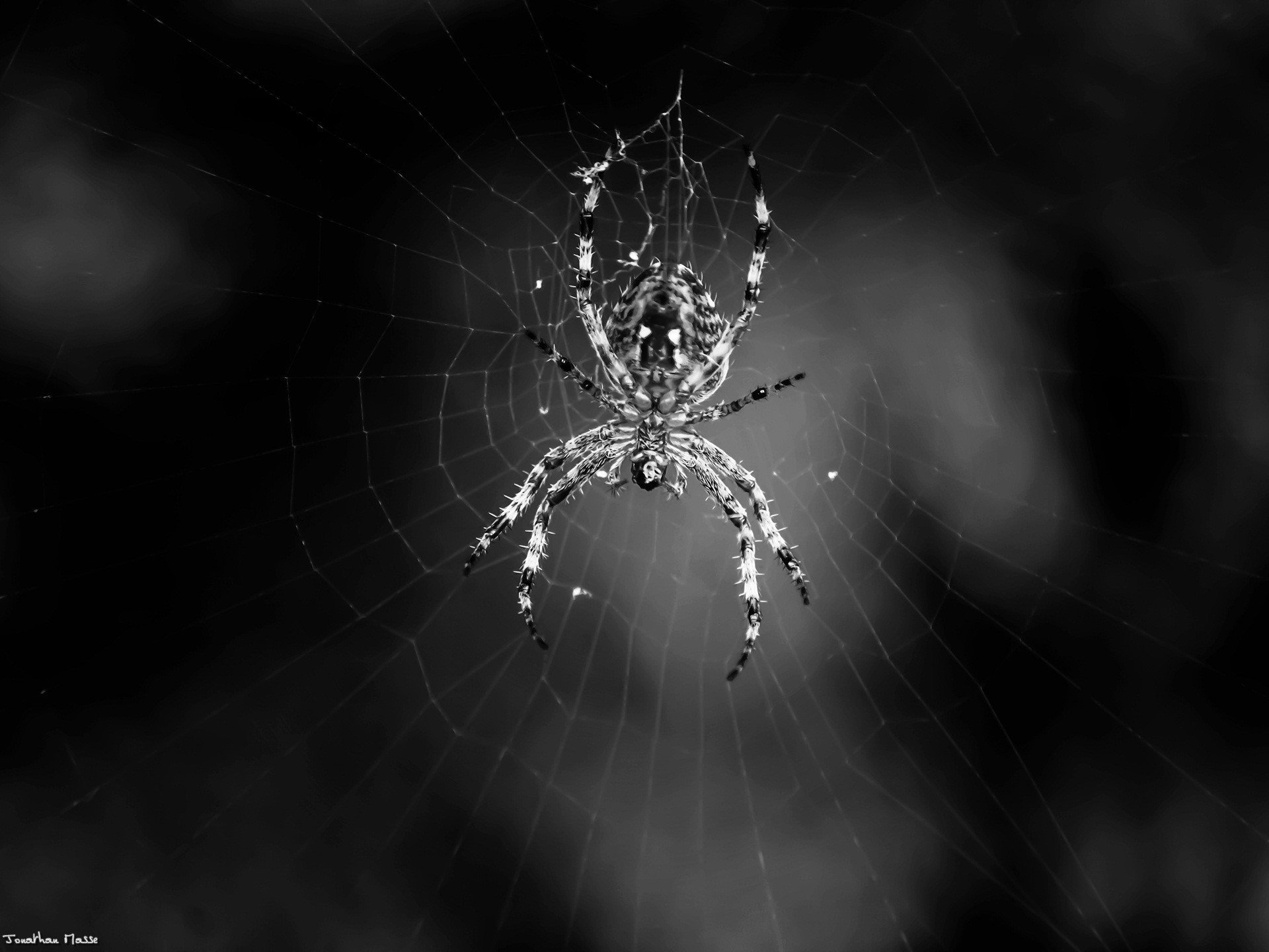 Черный паук на белом фоне