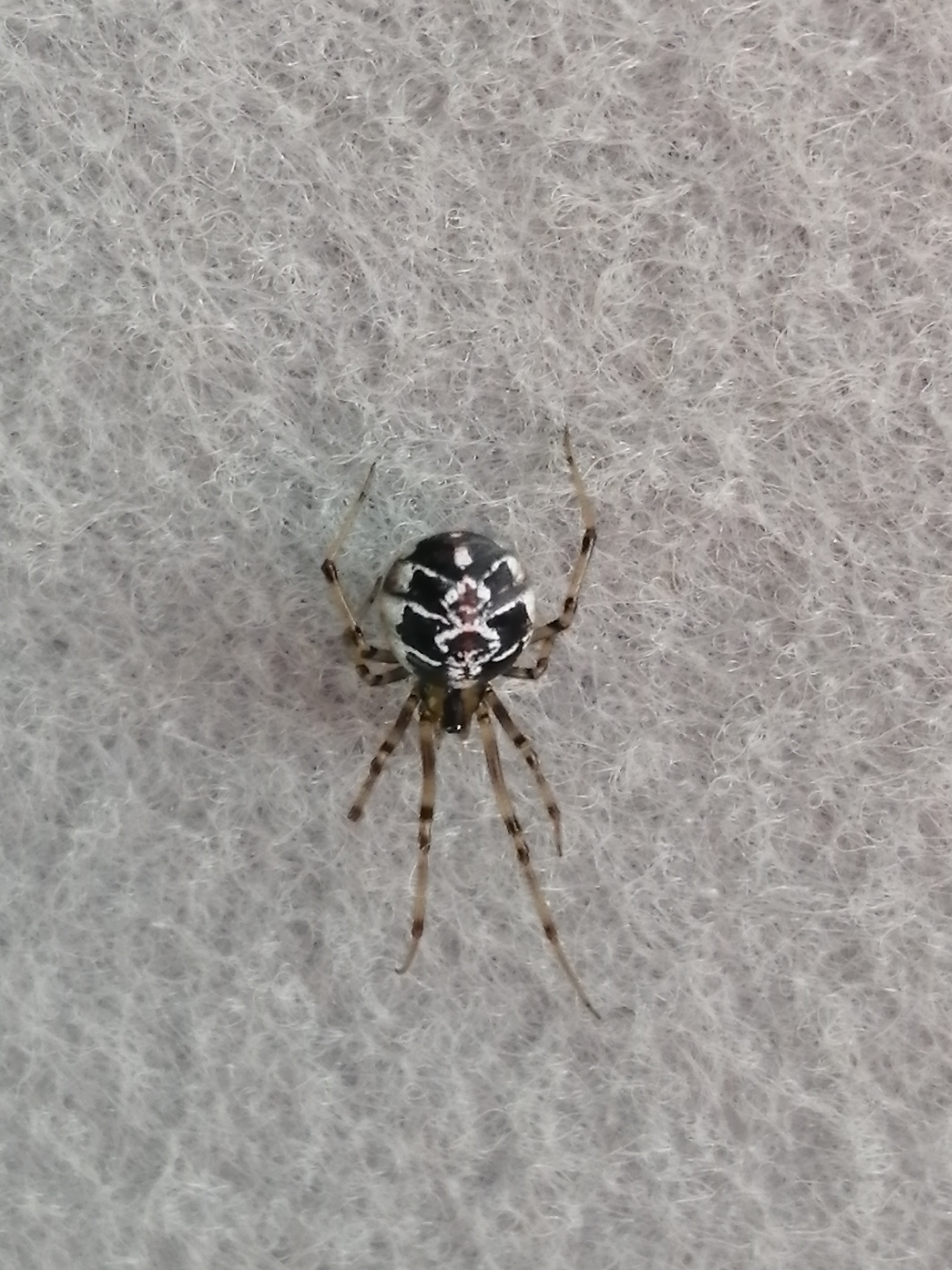 Маленький черно белый паук - 66 фото