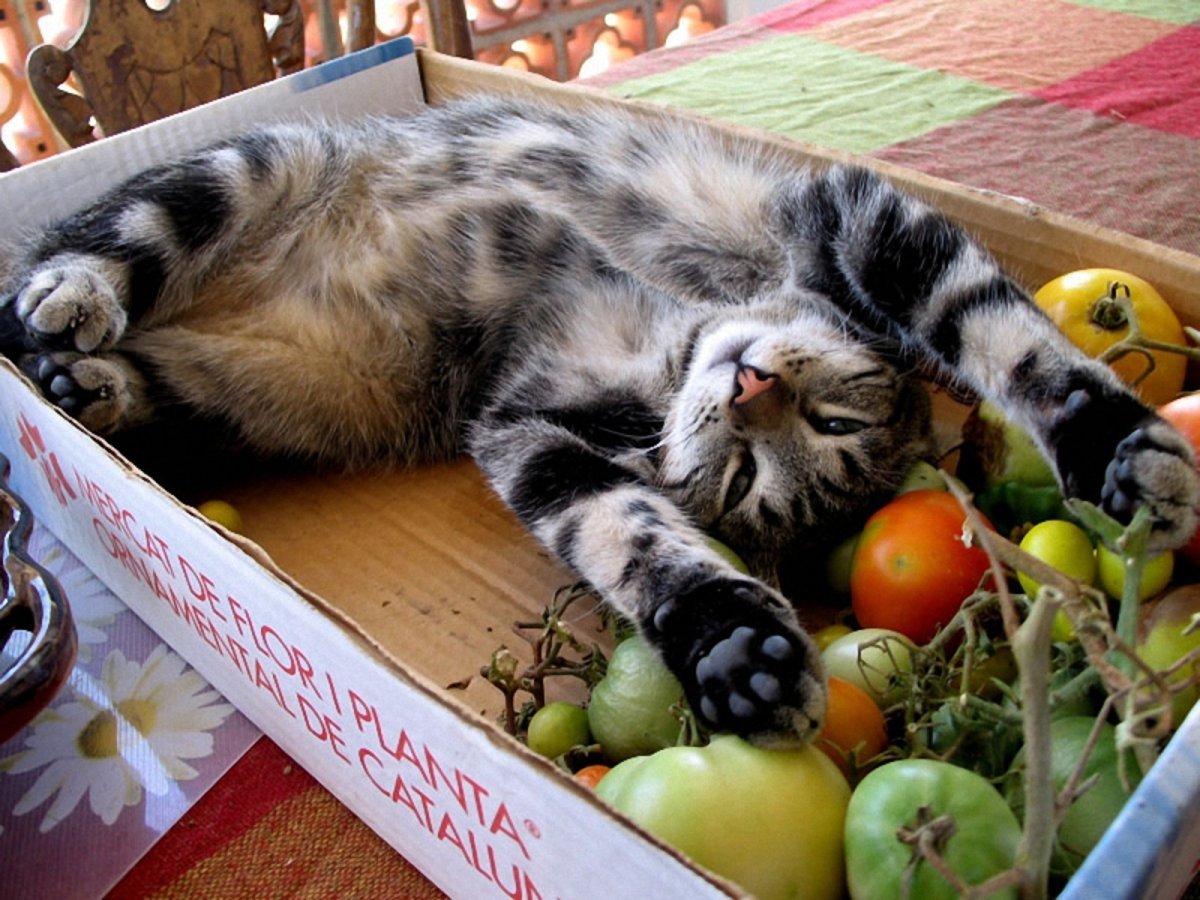 Кот и овощи