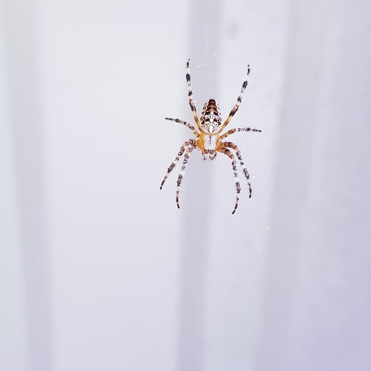 Зубенхакрабийский паук большая особь