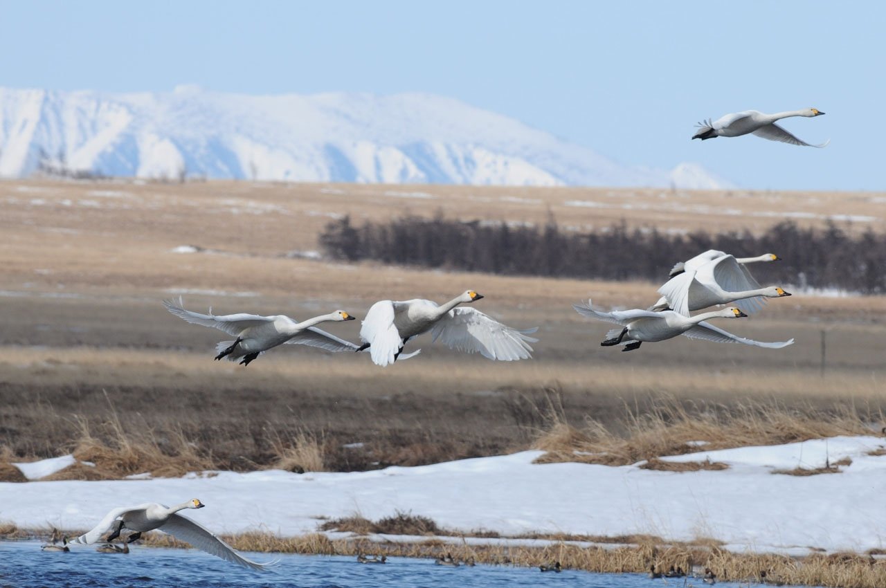 Птицы на севере весной. Тундровый лебедь в тундре. Перелетные утки Алтайский край. Белый лебедь в тундре. Тундряной лебедь.