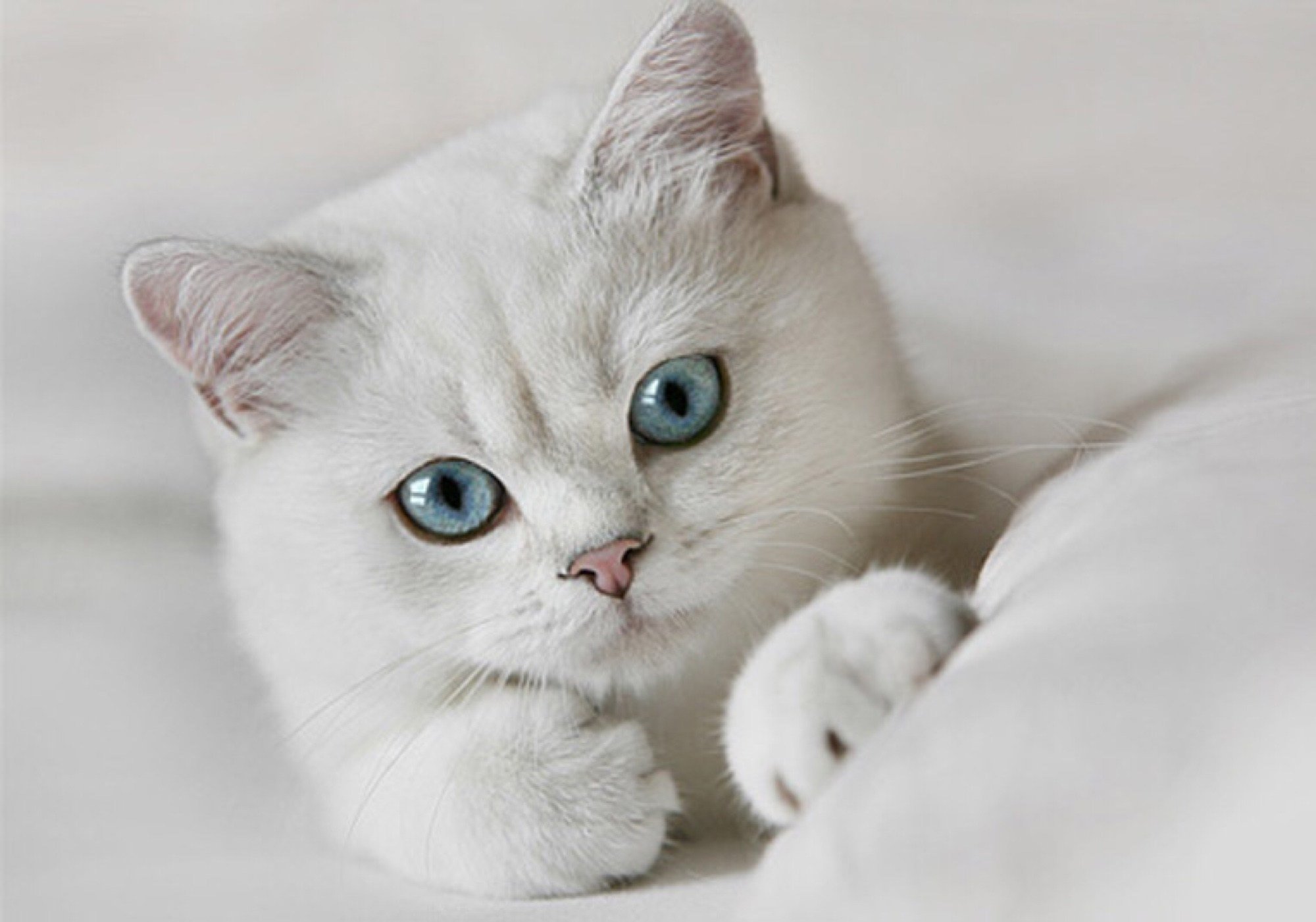 Белая киса. Шиншилла Пойнт Коби. Британец кот белый с голубыми глазами. Британская серебристая шиншилла голубоглазая. Белая Британская шиншилла Коби.