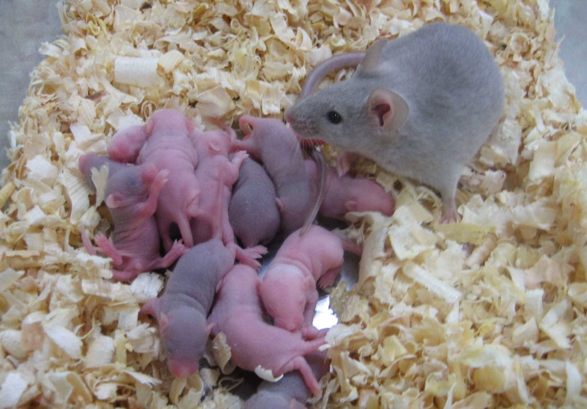 Потомство хомячка. Крысята хомяк сирийский. Новорождённые хомяки джунгарики. Новорожденные крысята Дамбо. Новорожденный хомяк сирийский.