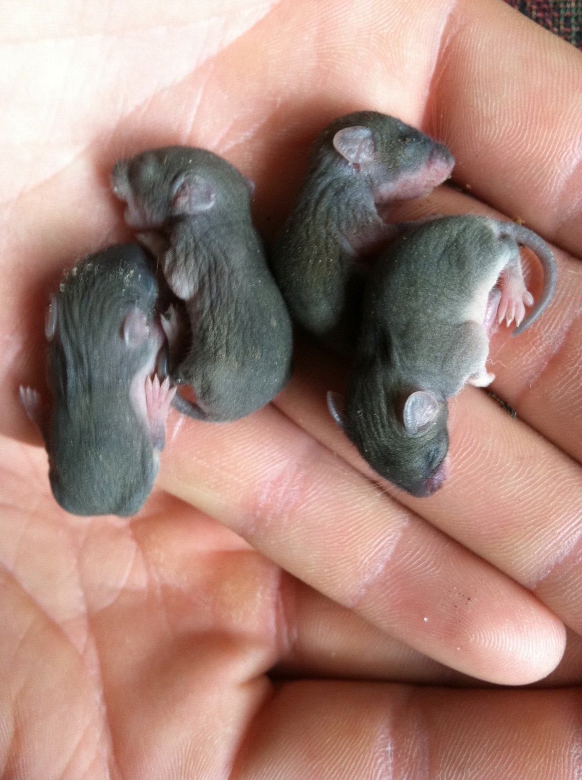 Новорожденные детеныши мыши. Маленькие крысята. Новорожденные крысята и мыши. Детеныш мыши.
