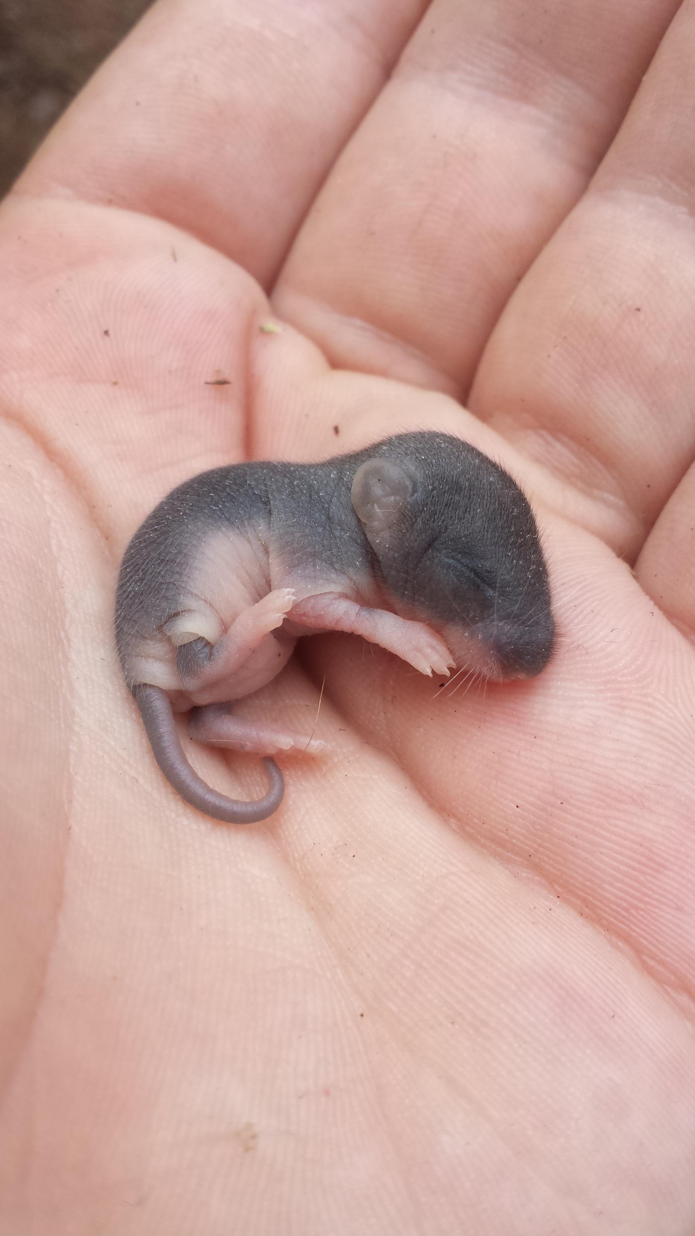 Новорожденные детеныши мыши. Новорожденные крысята Дамбо. Маленькие мышата Новорожденные.