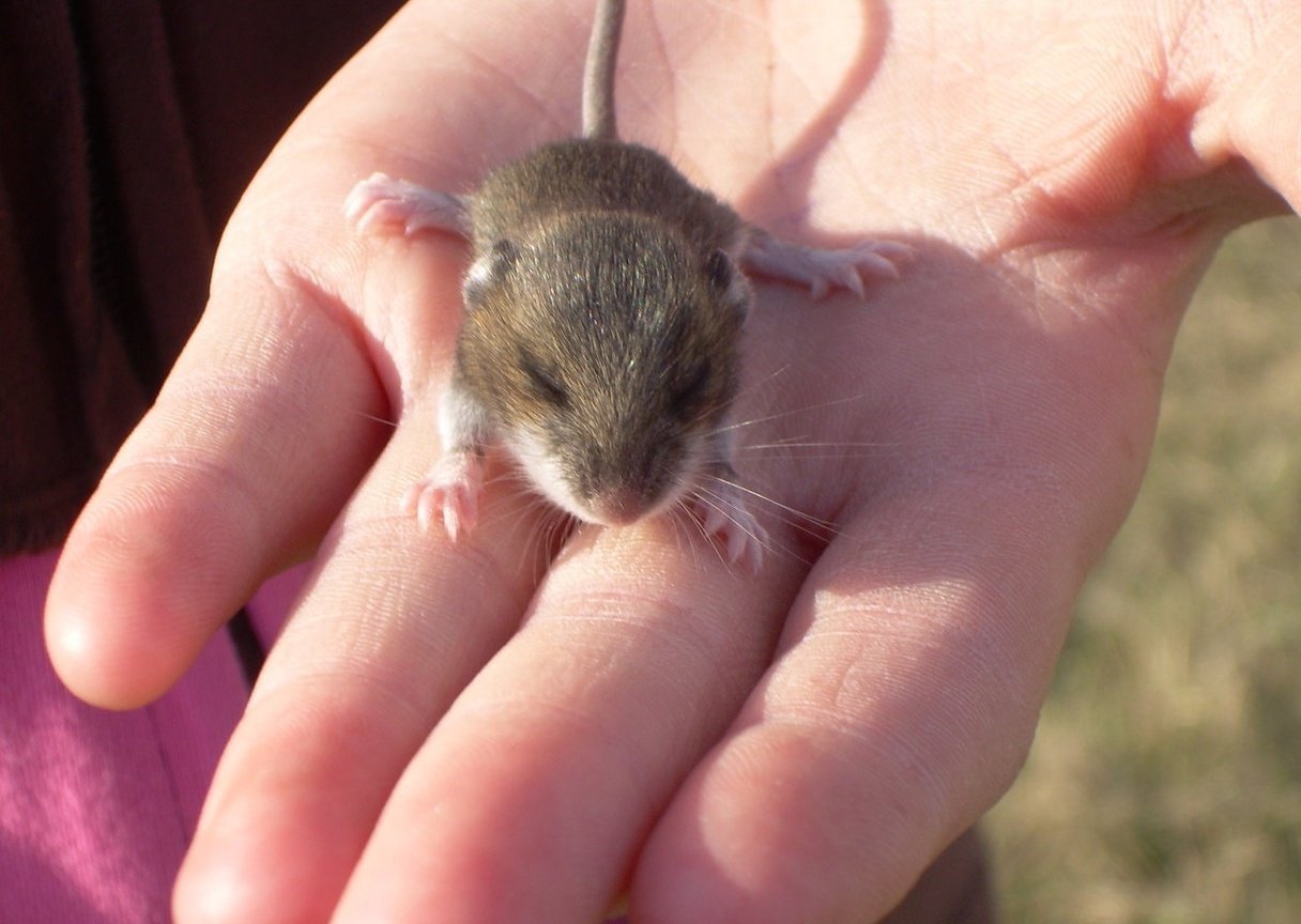 Новорожденные детеныши мыши