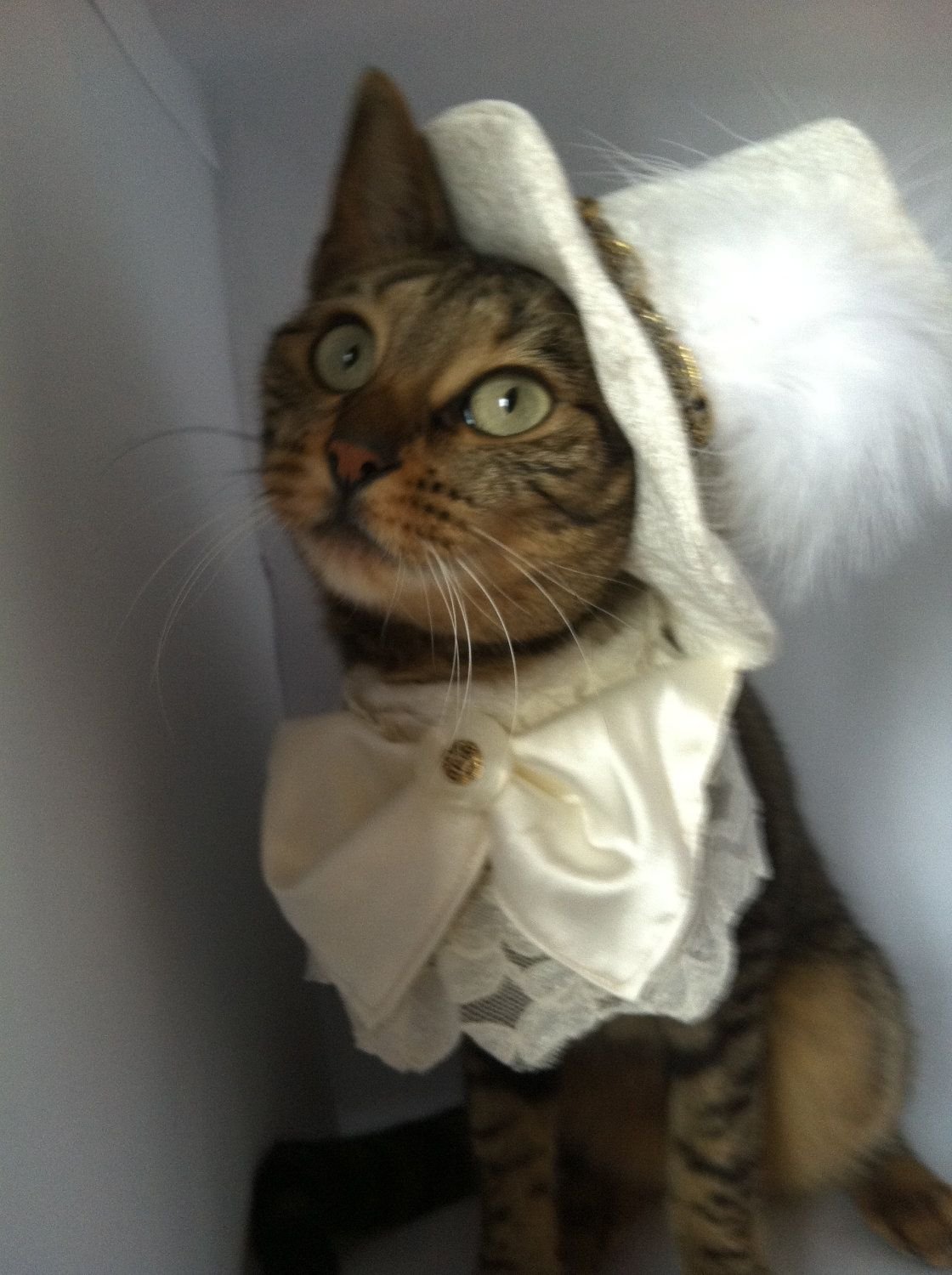Кот в свадебном костюме