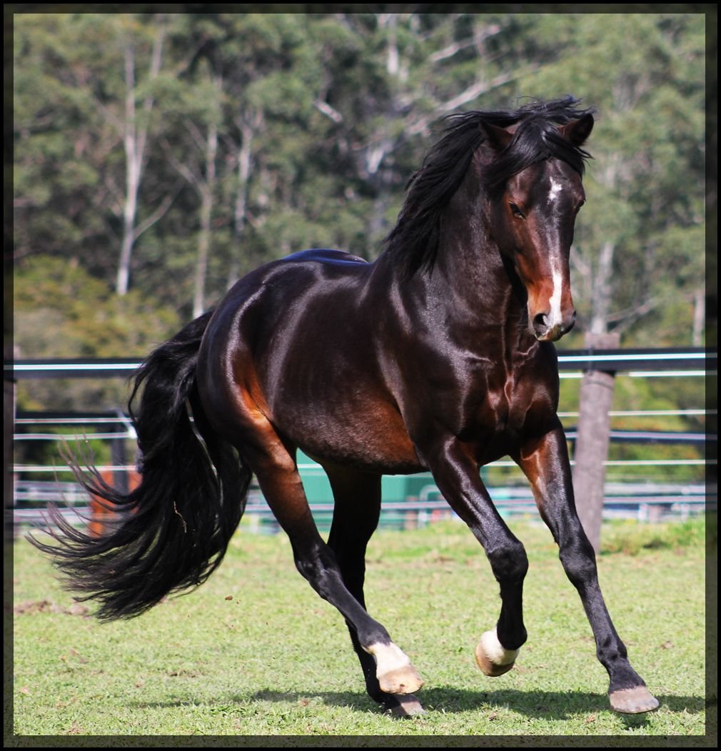 Породистый конь. Гнедой Мустанг. Лошадь породы Мустанг. Порода лошади арабская Мустанг. Чистокровный Мустанг лошадь.