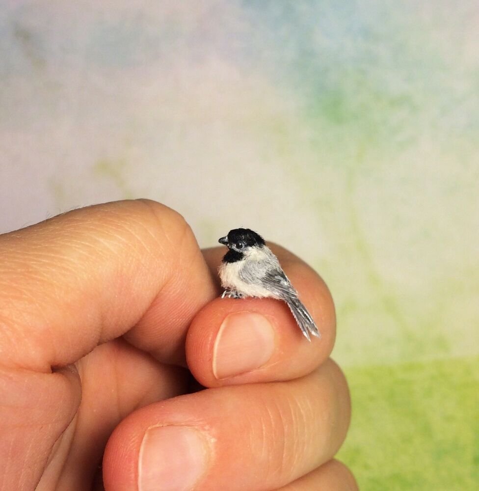 Самая маленькая птица в мире зунзунито