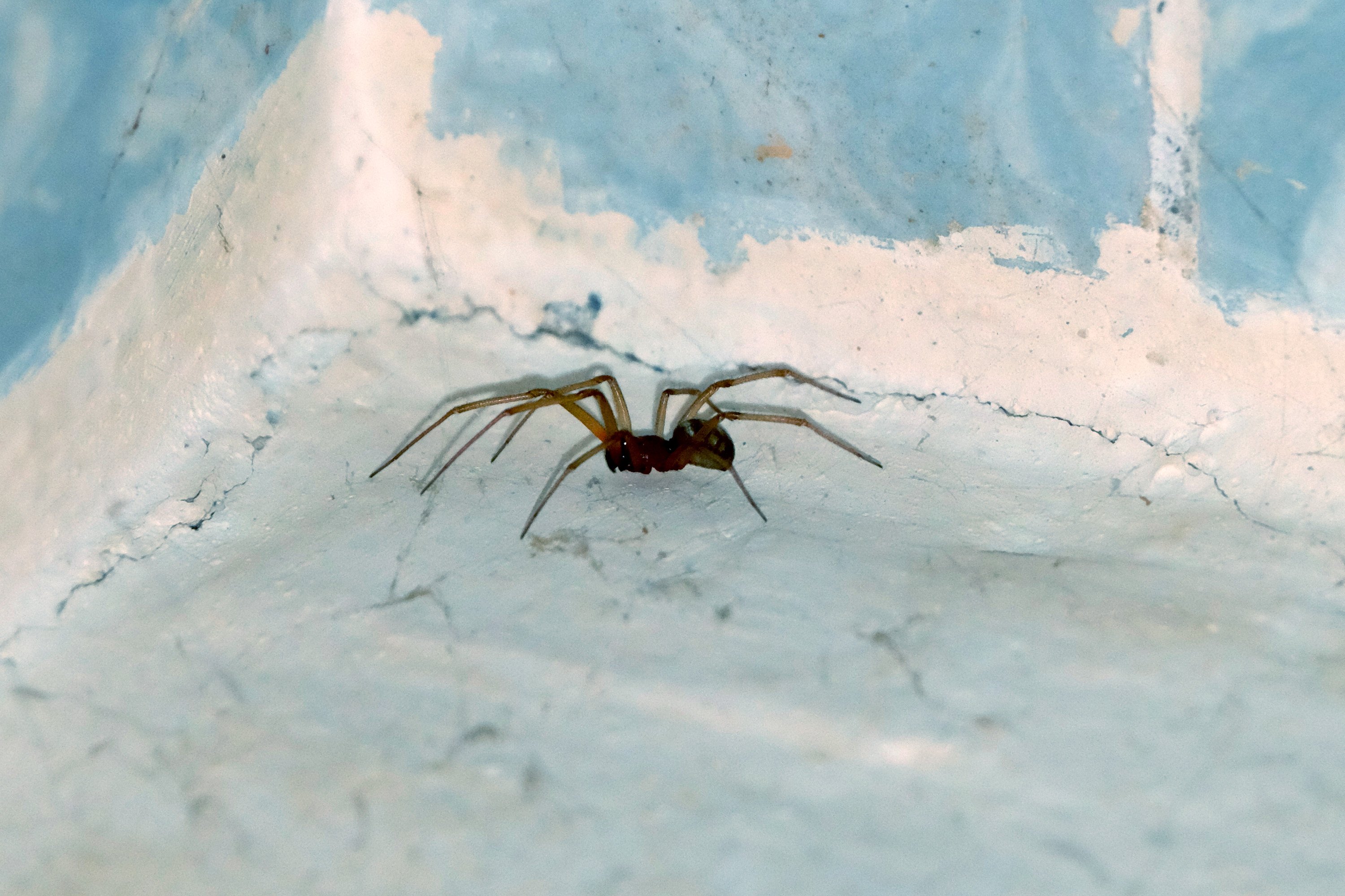 Как живут пауки. Мизгирь паук домашний черный. Зубенхакрабийский паук большая особь. Паук сенокосец в доме. Воронковый домашний паук.