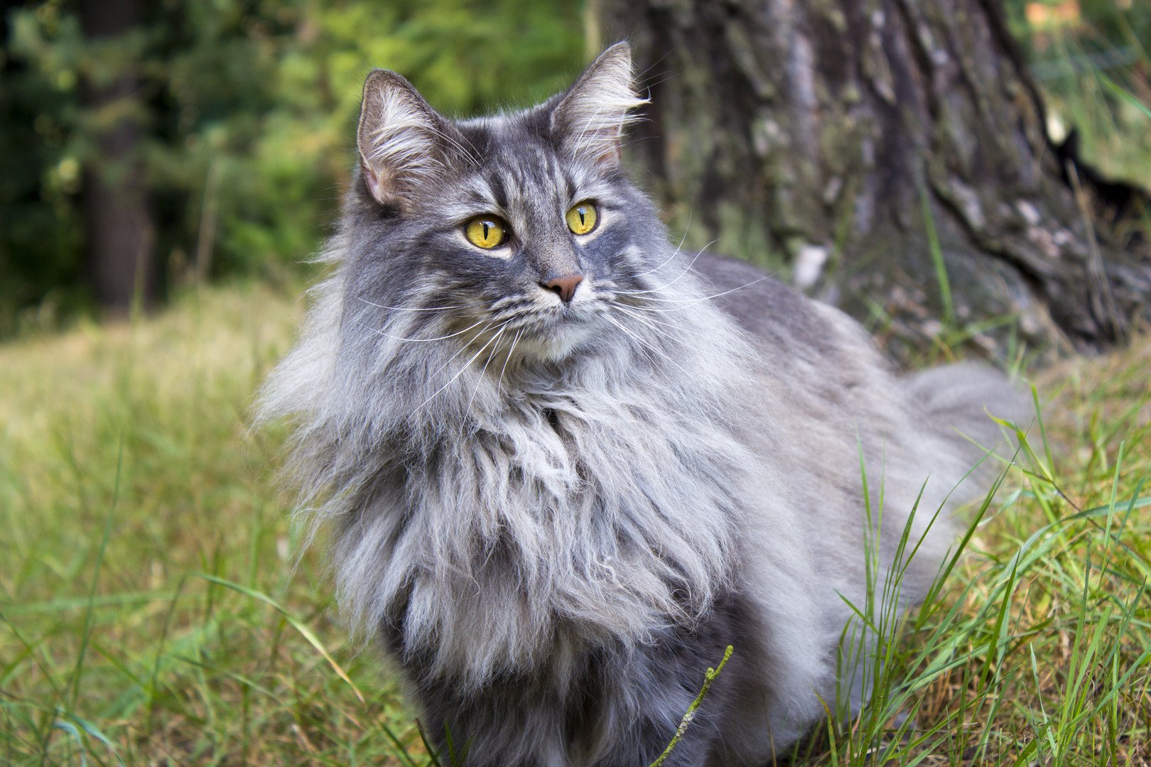 Норвежский Лесной кот серый