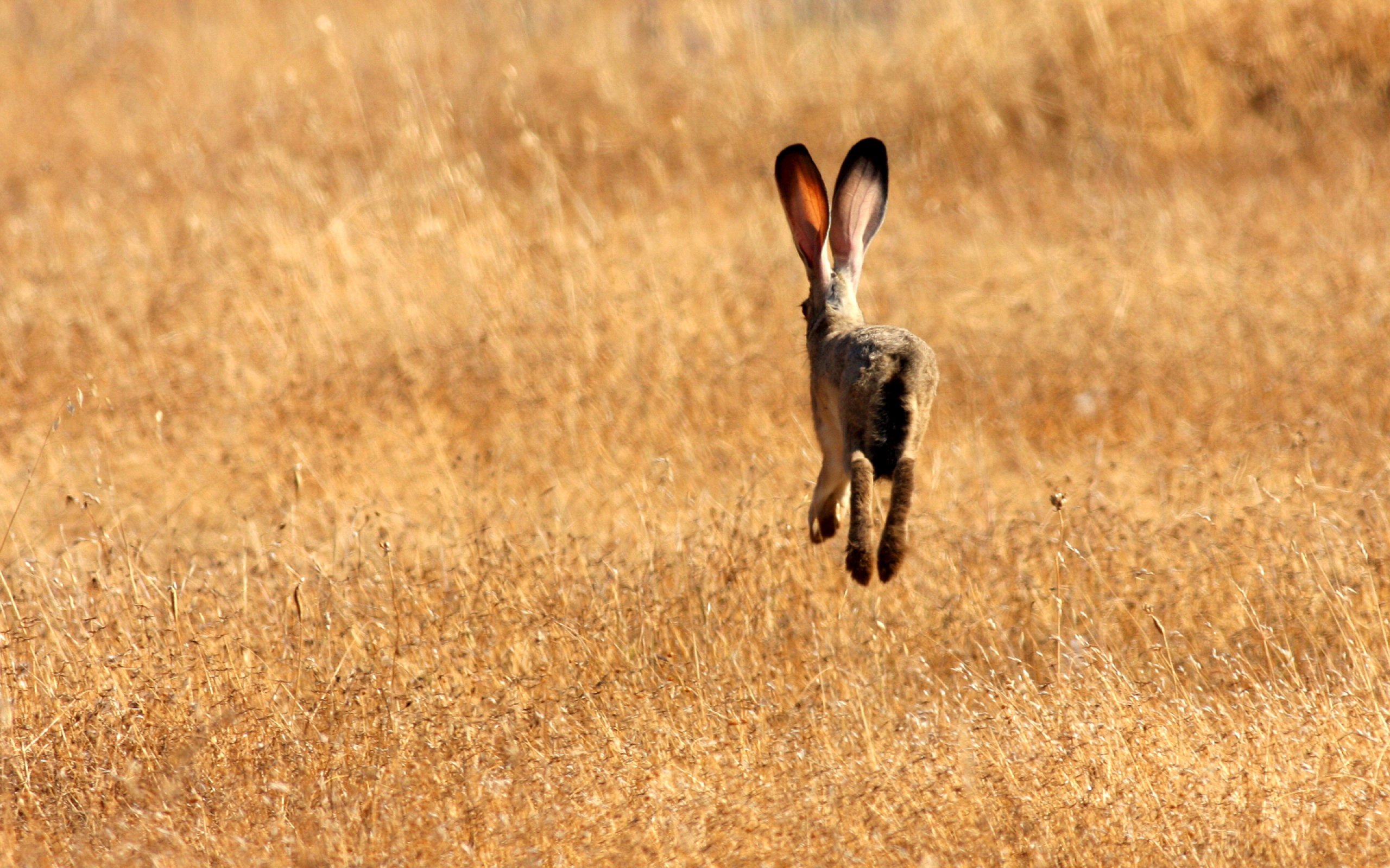 Зайчик убегает. Заяц. Заяц в поле. Заяц в прыжке. Заяц бежит.