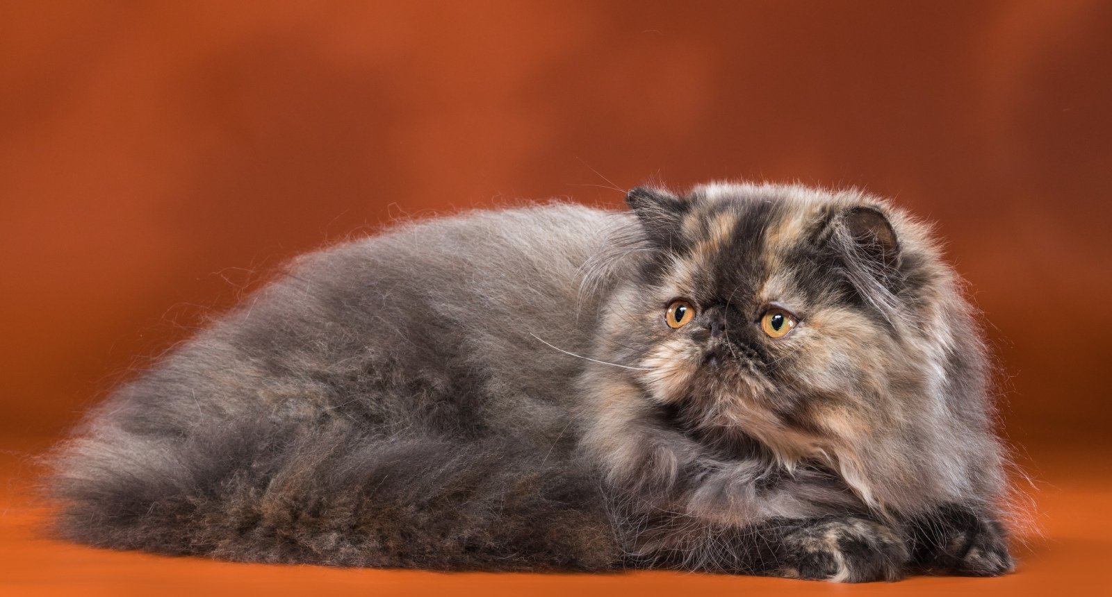 Персидская кошка черепахового окраса