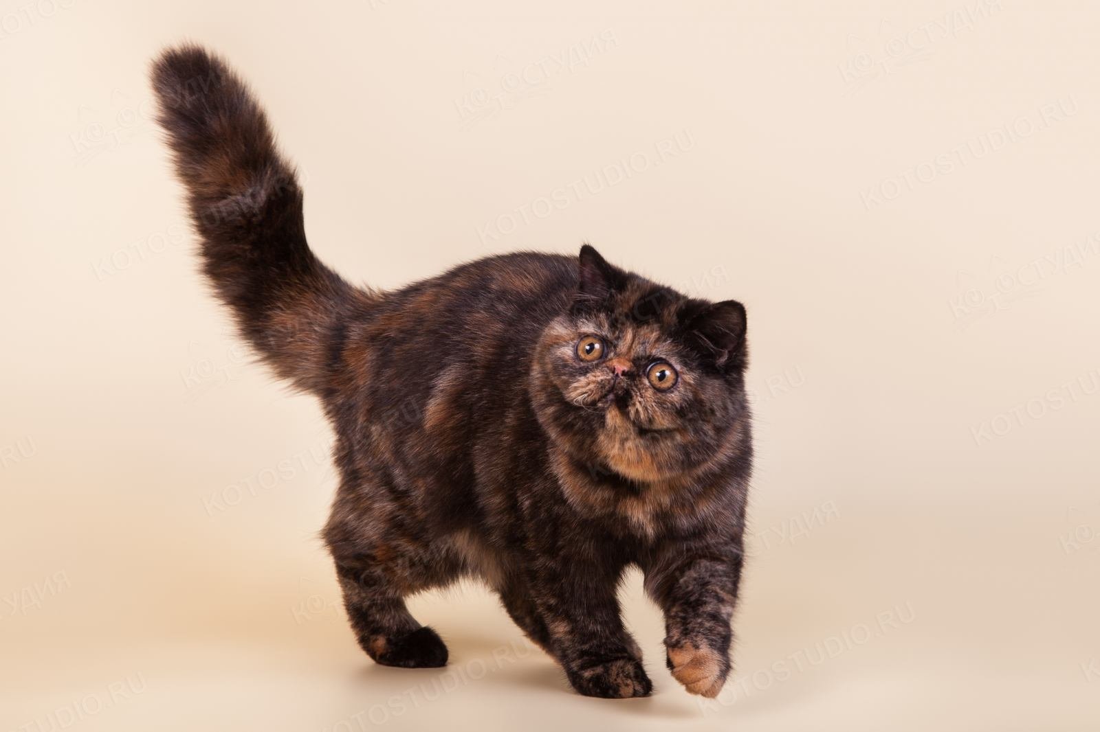 Персидская черепаховая кошка