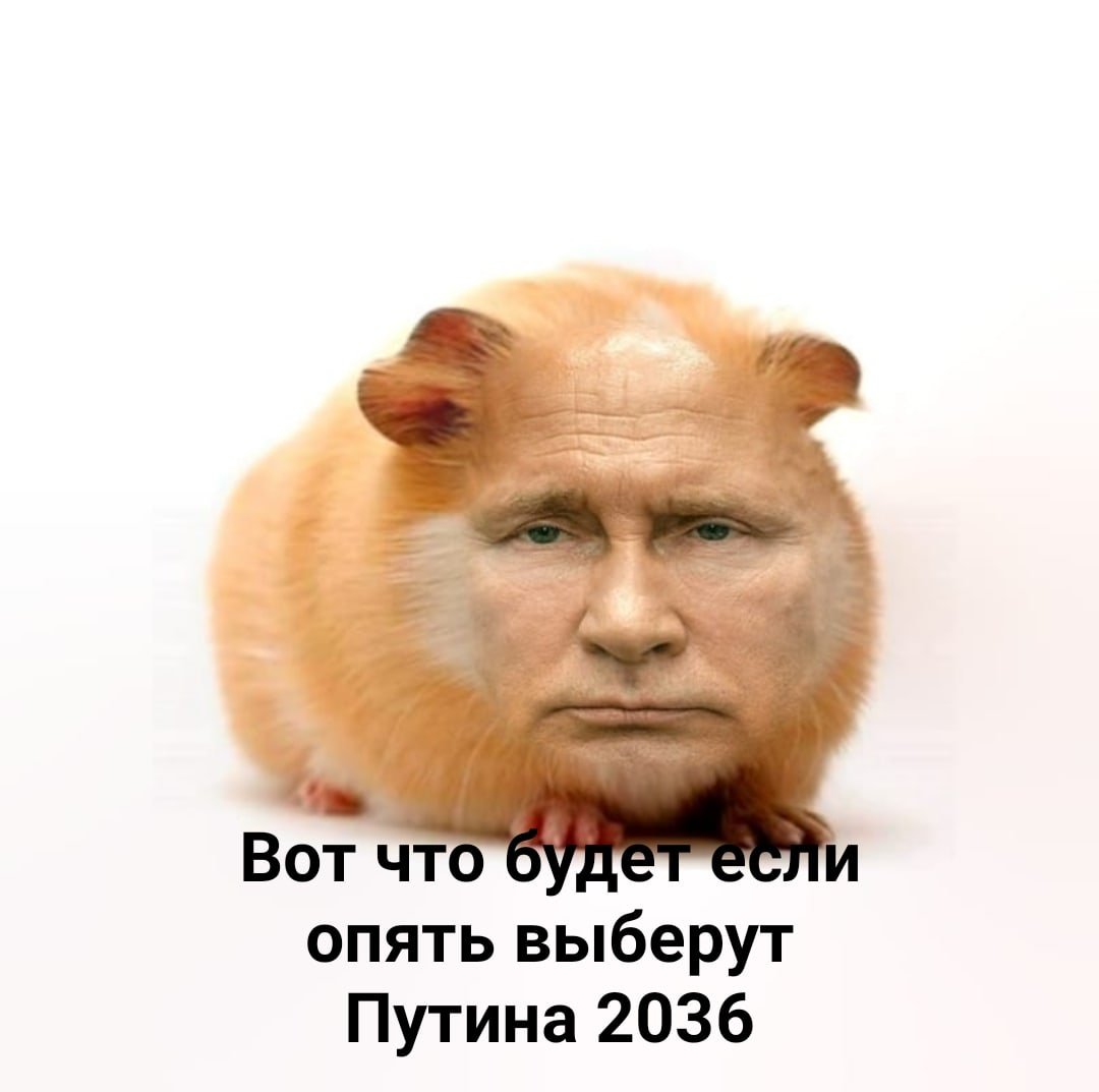 Абщхда хомяк Путин