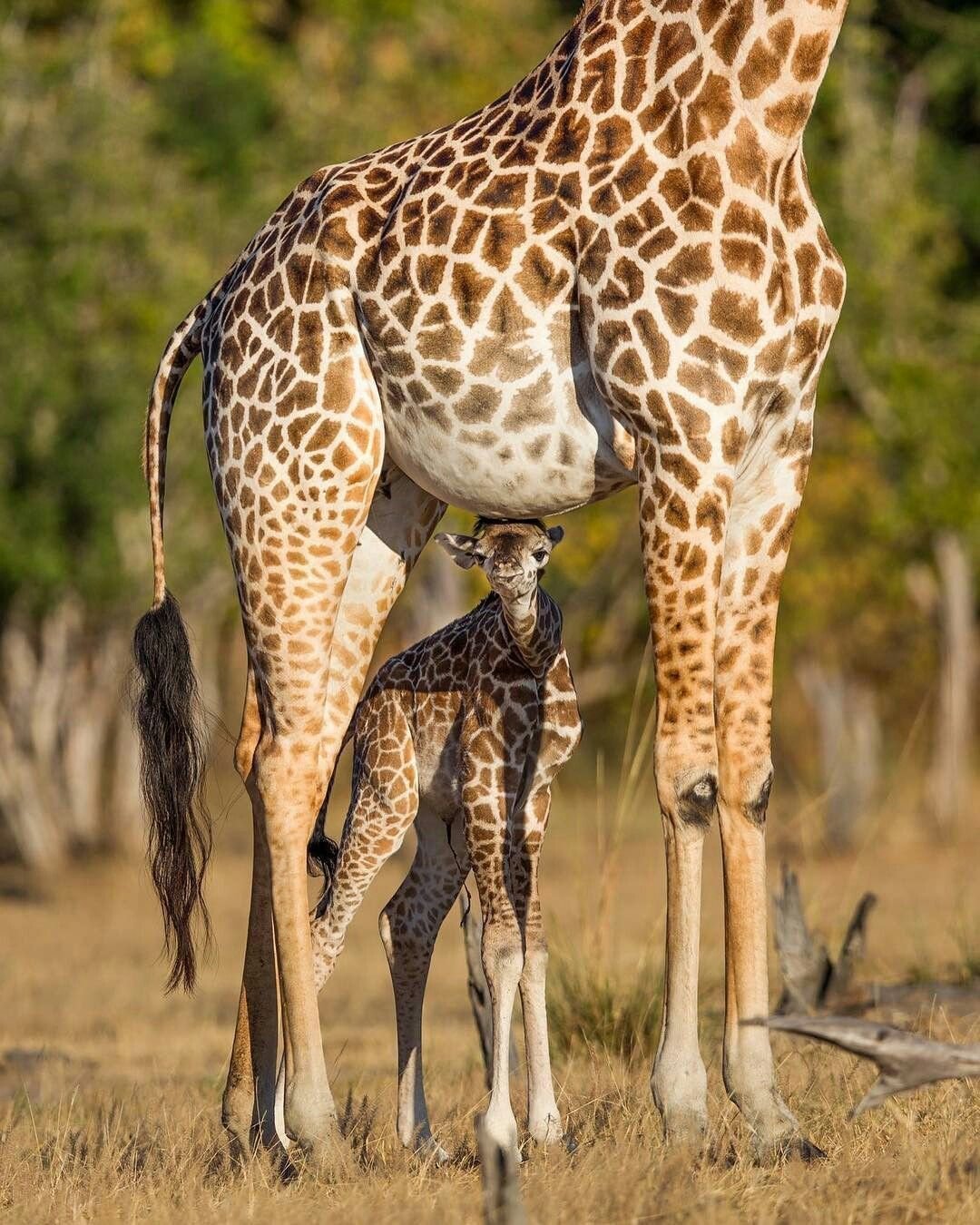 Сколько всего детенышей жирафа родилось за два. Жираф Луангва. Родезийский Жираф. Западноафриканский Жираф. Яйца жирафа.